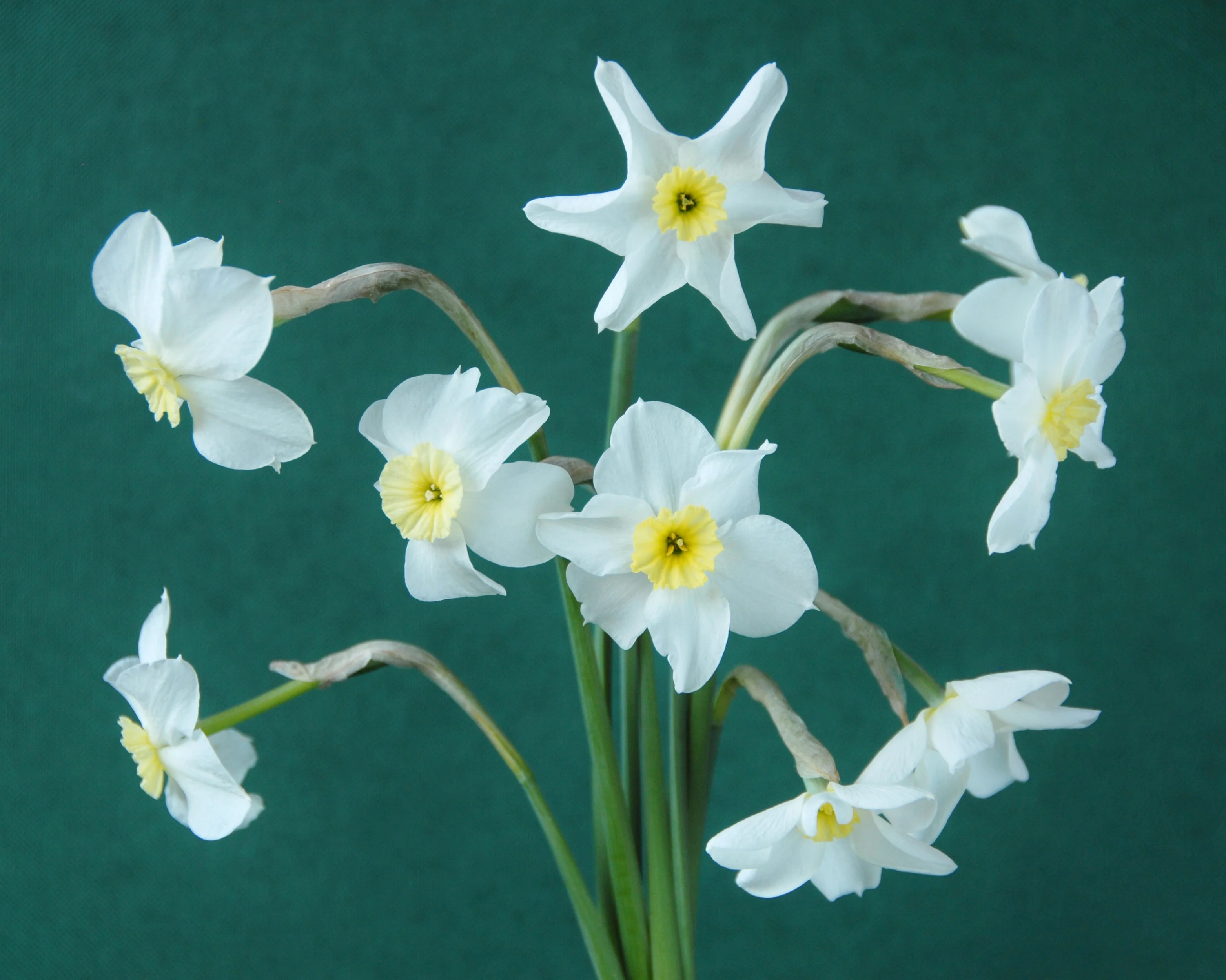 Narcissus 'Segovia' - Image 14