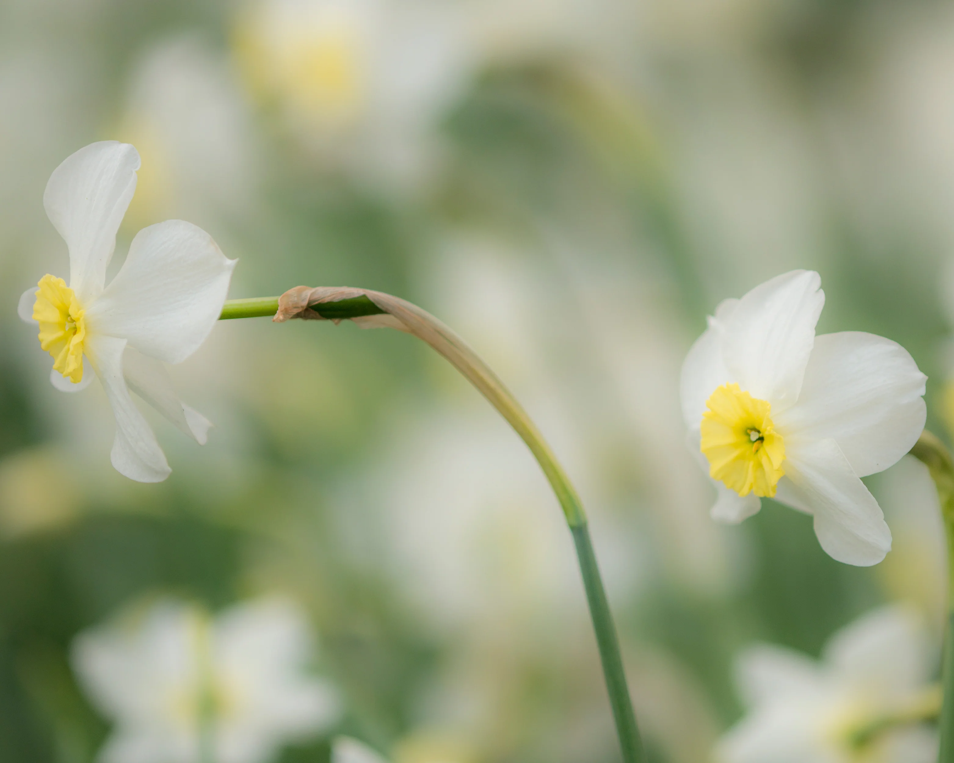 Narcissus 'Segovia' - Image 17