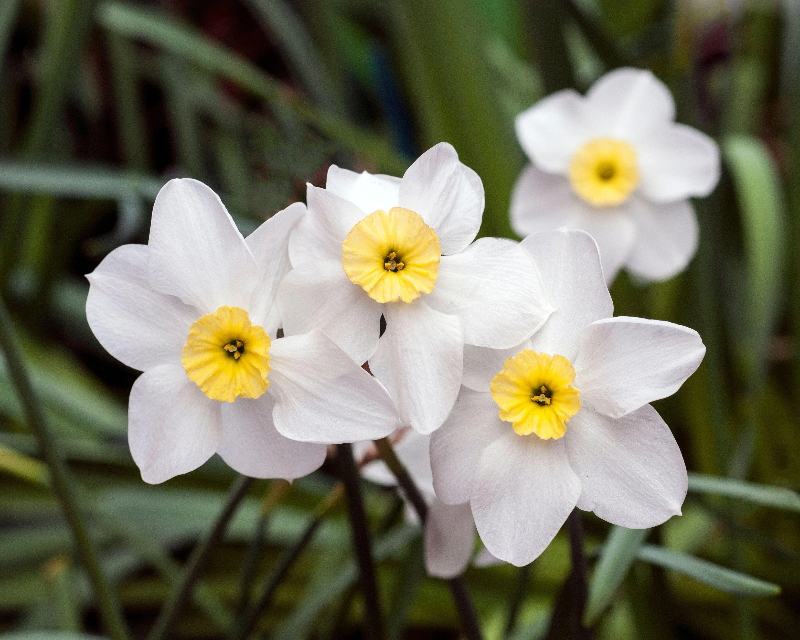 Narcissus 'Segovia' - Image 4