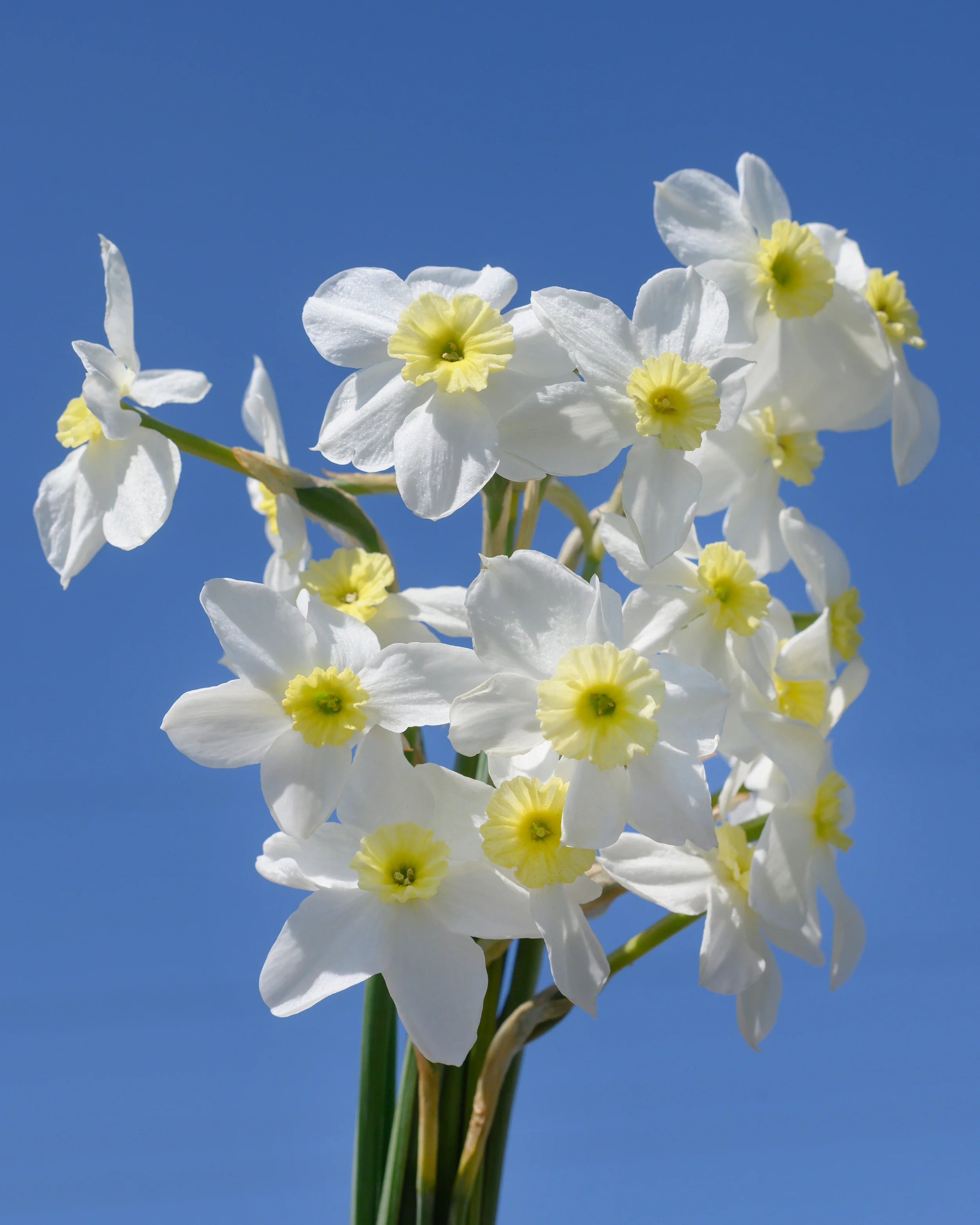 Narcissus 'Segovia' - Image 6