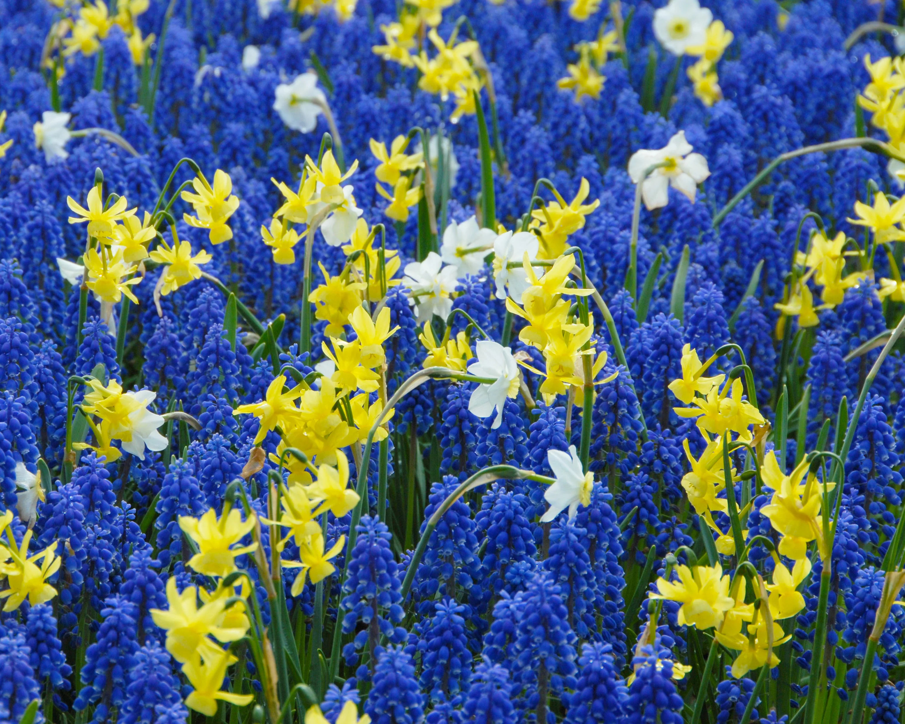 Narcissus 'Segovia' - Image 8