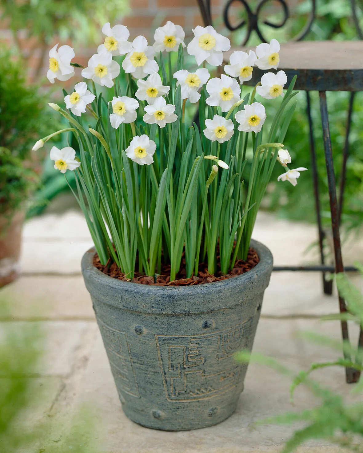 Narcissus 'Segovia' - Image 9