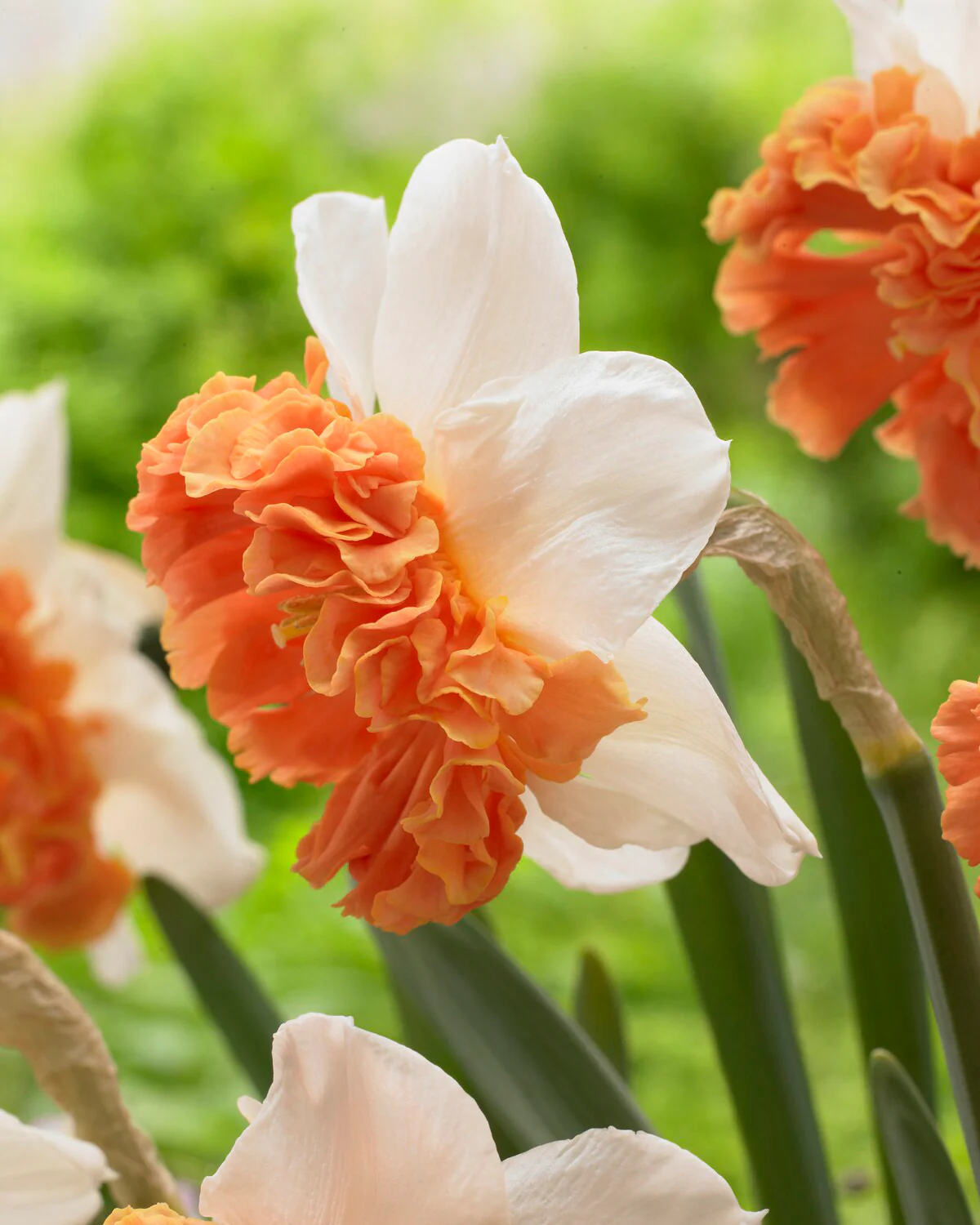 Narcissus 'Shrike' - Image 4