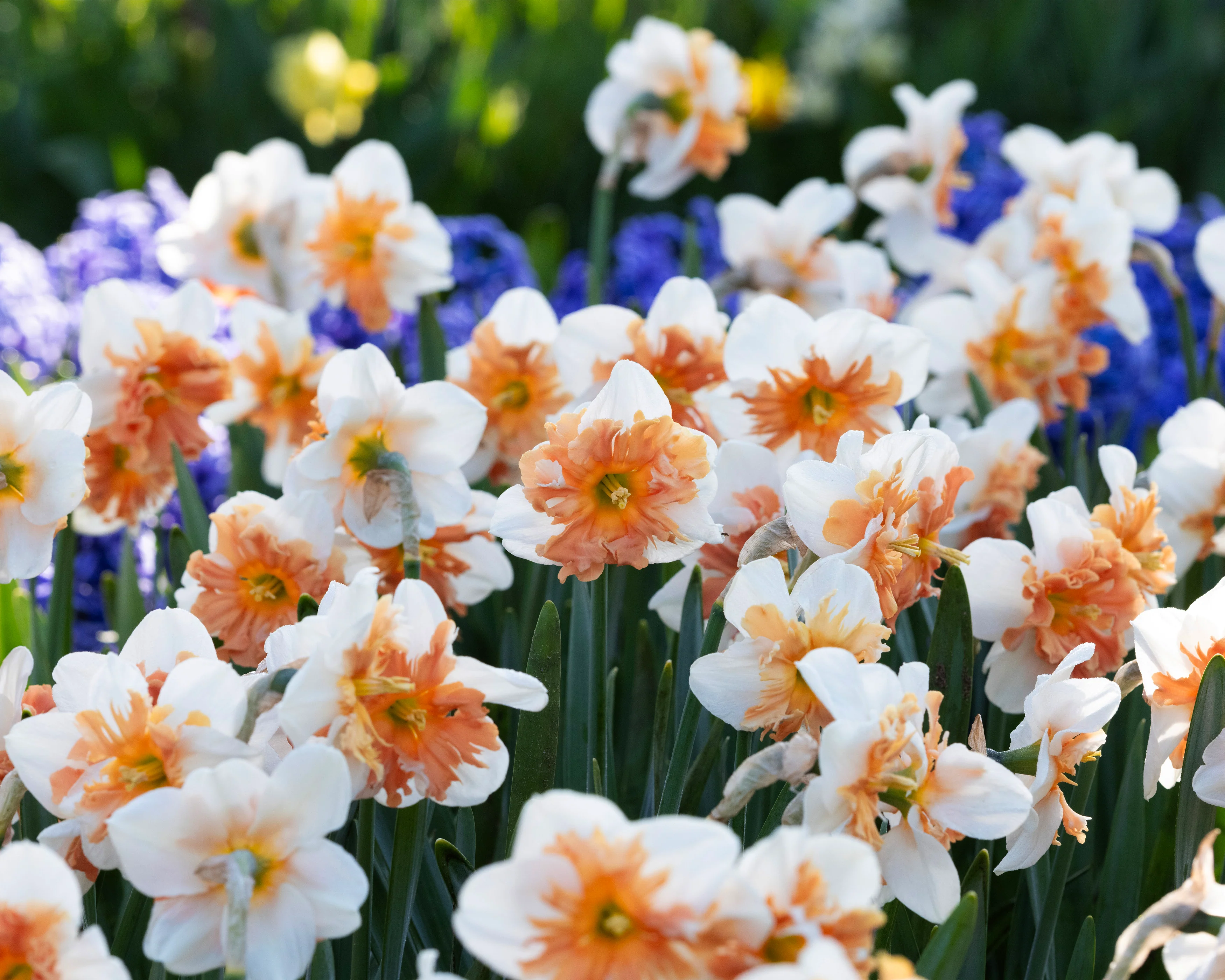 Narcissus 'Shrike' - Image 5