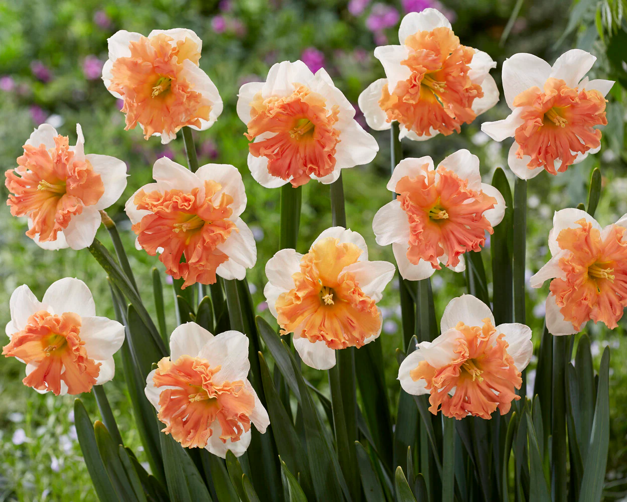 Narcissus 'Shrike' - Image 7