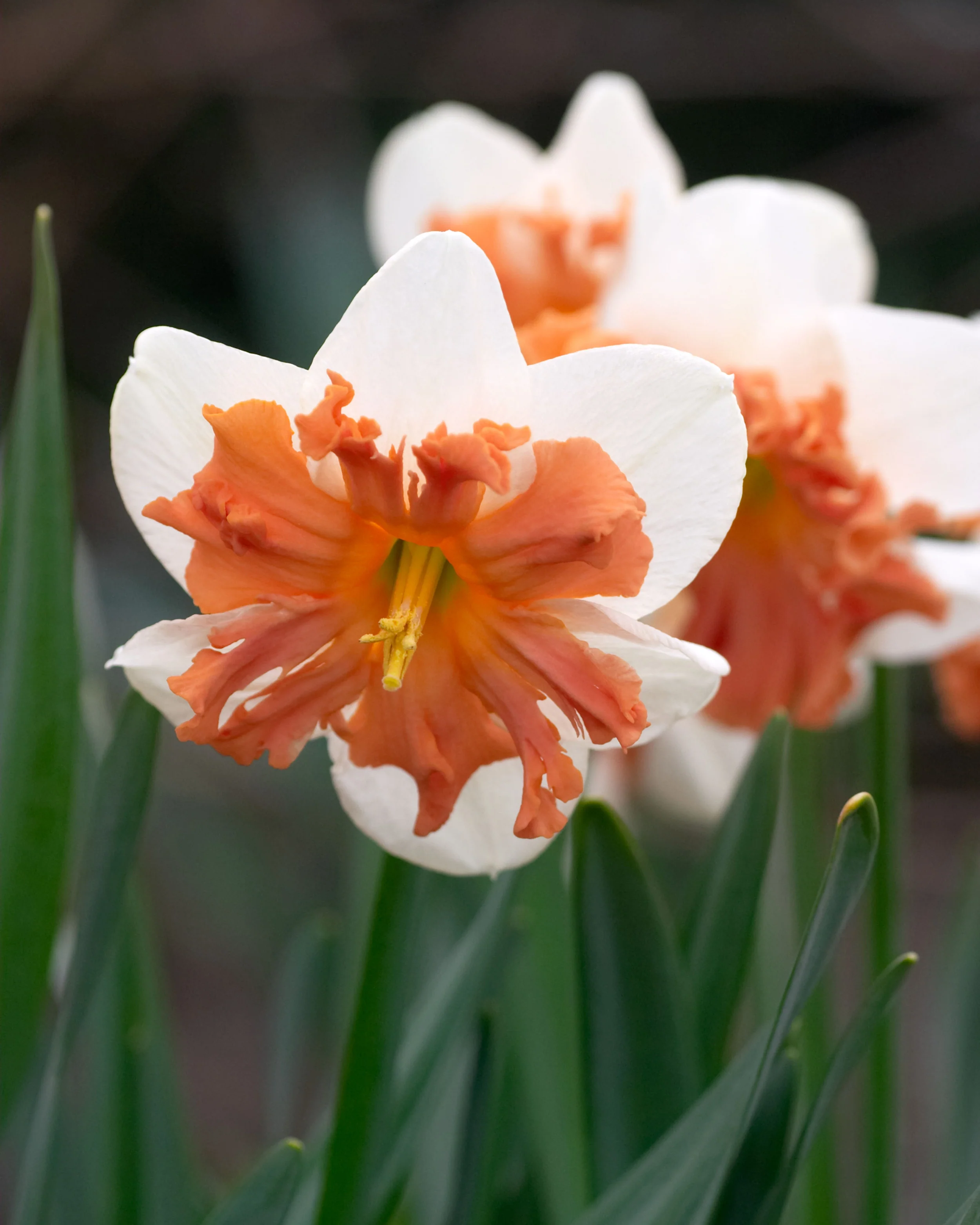 Narcissus 'Shrike' - Image 8