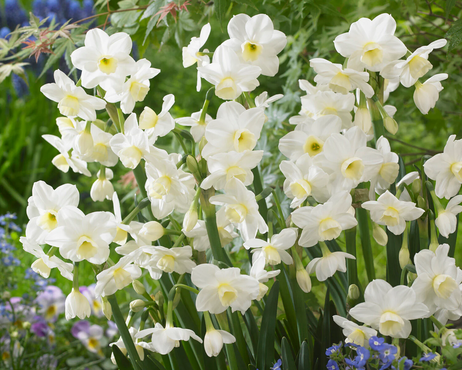 Narcissus 'Silver Chimes' - Image 10