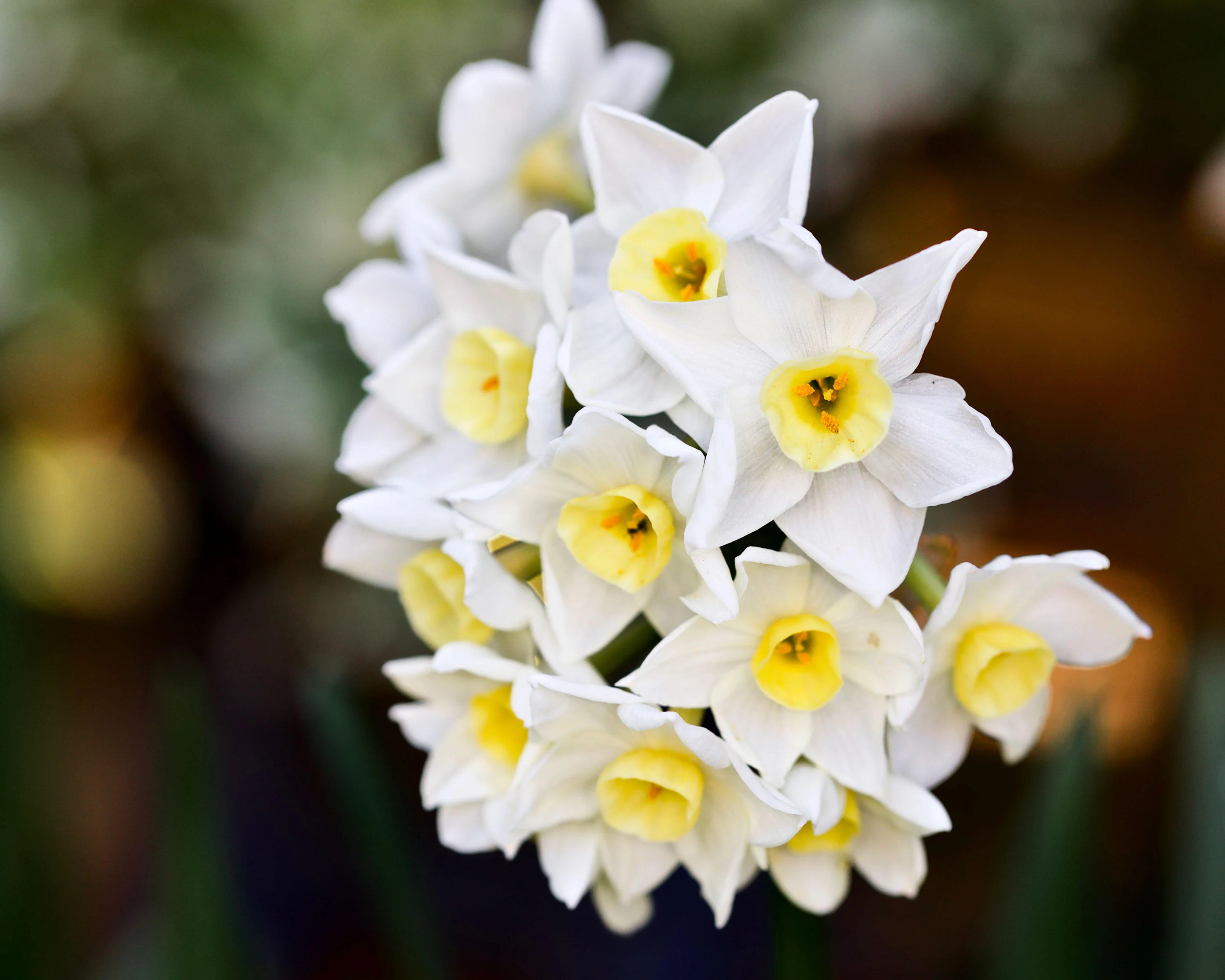 Narcissus 'Silver Chimes' - Image 12