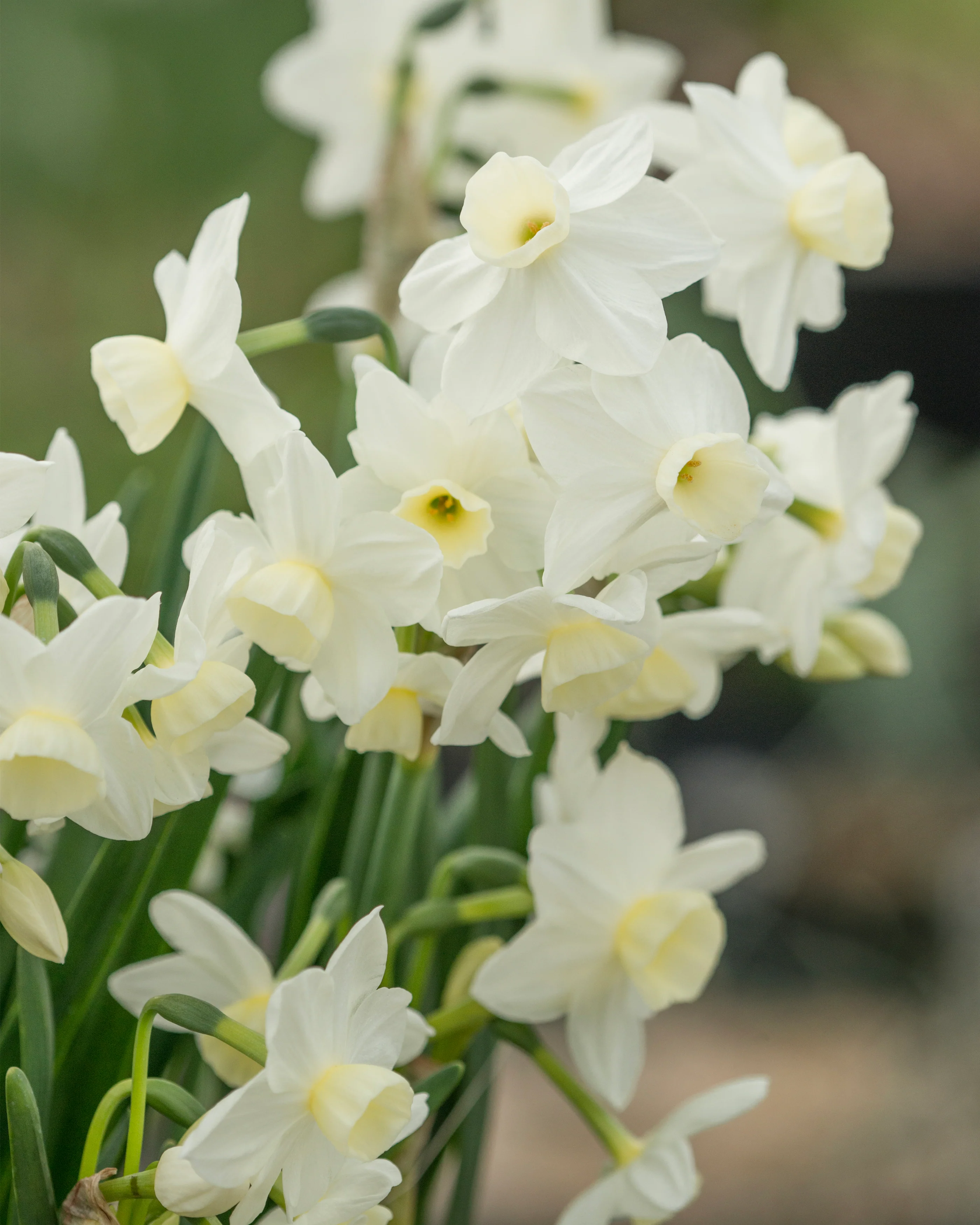 Narcissus 'Silver Chimes' - Image 13