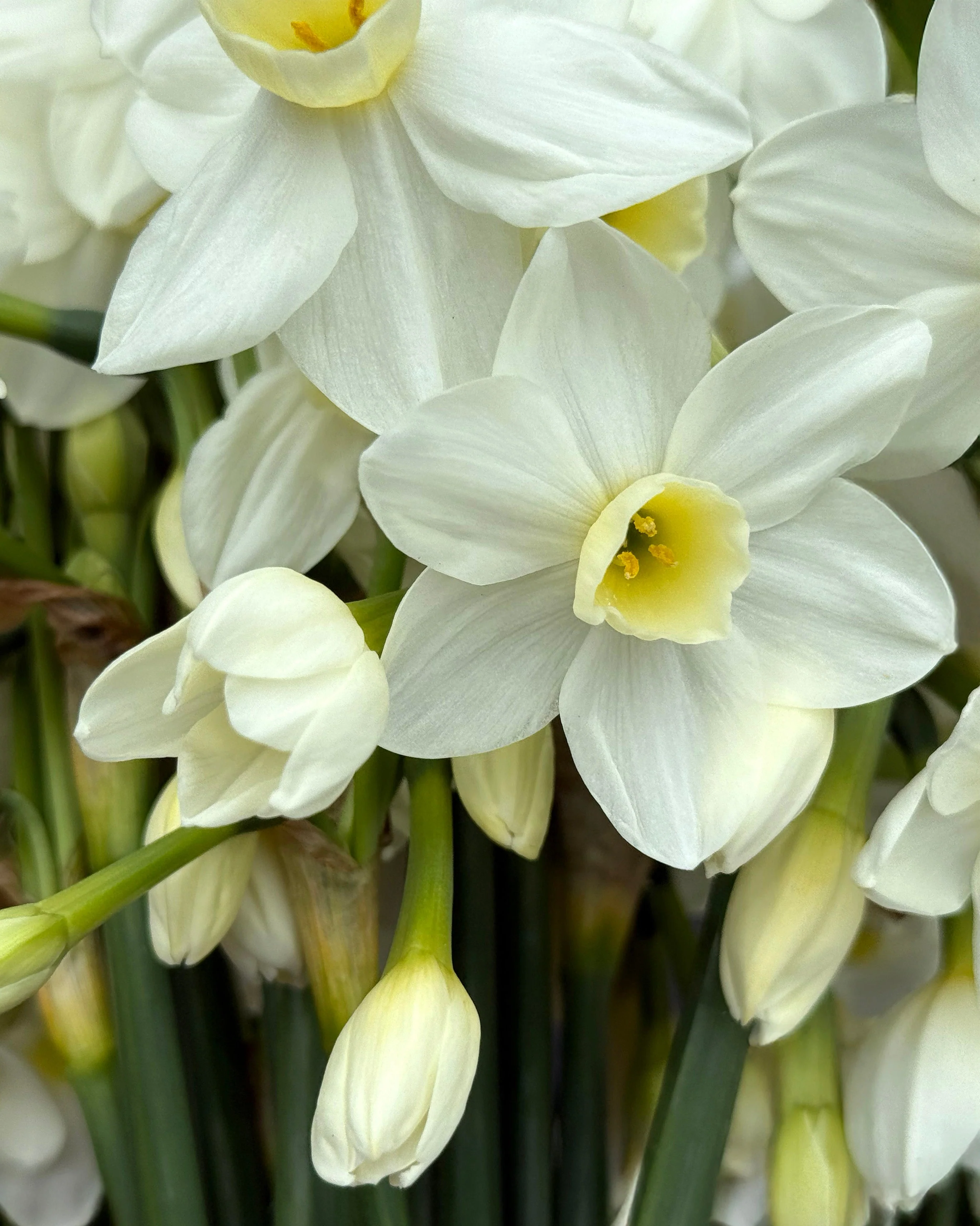 Narcissus 'Silver Chimes' - Image 4