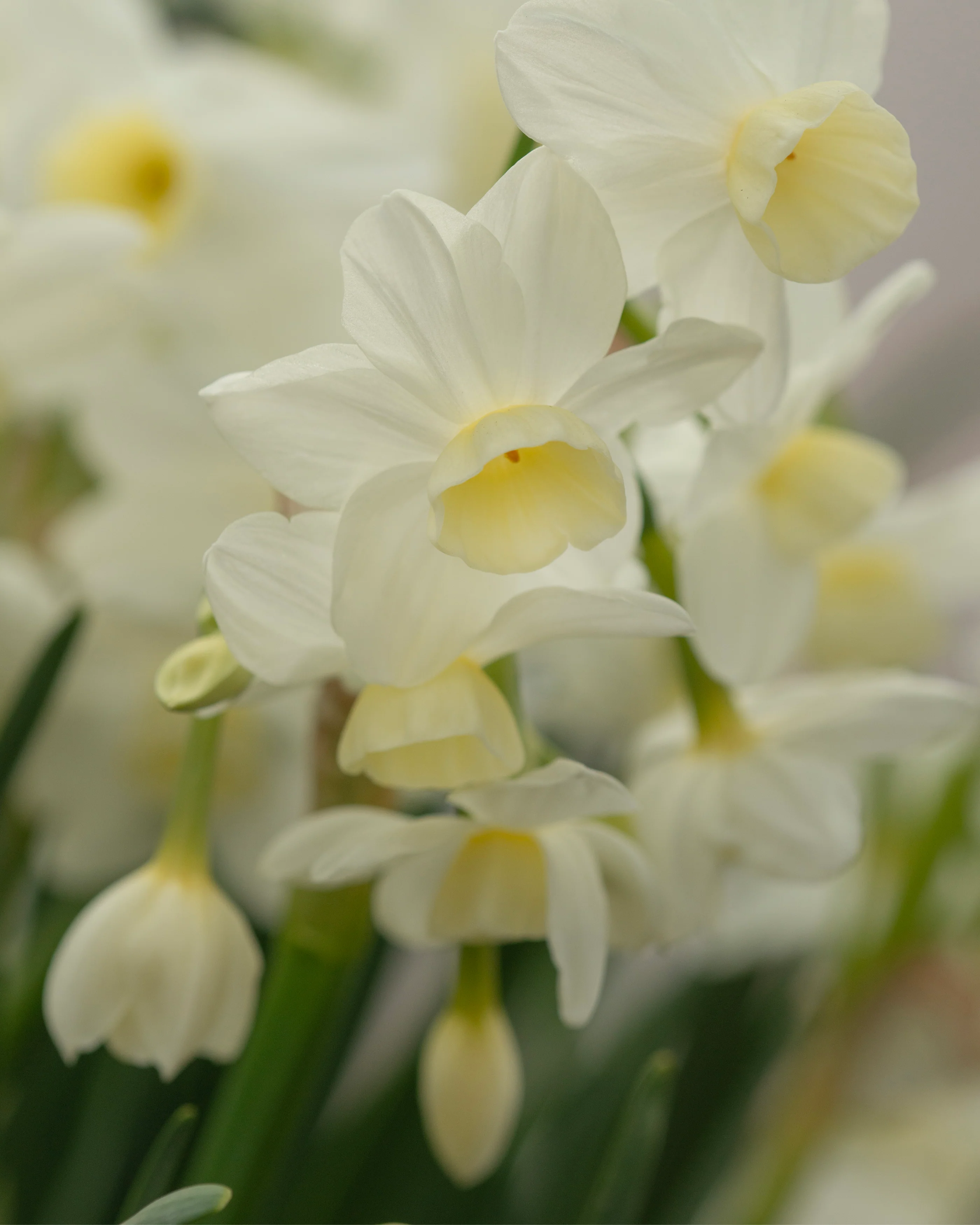 Narcissus 'Silver Chimes' - Image 6