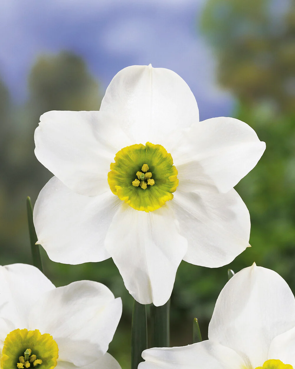 Narcissus 'Sinopel' - Image 4