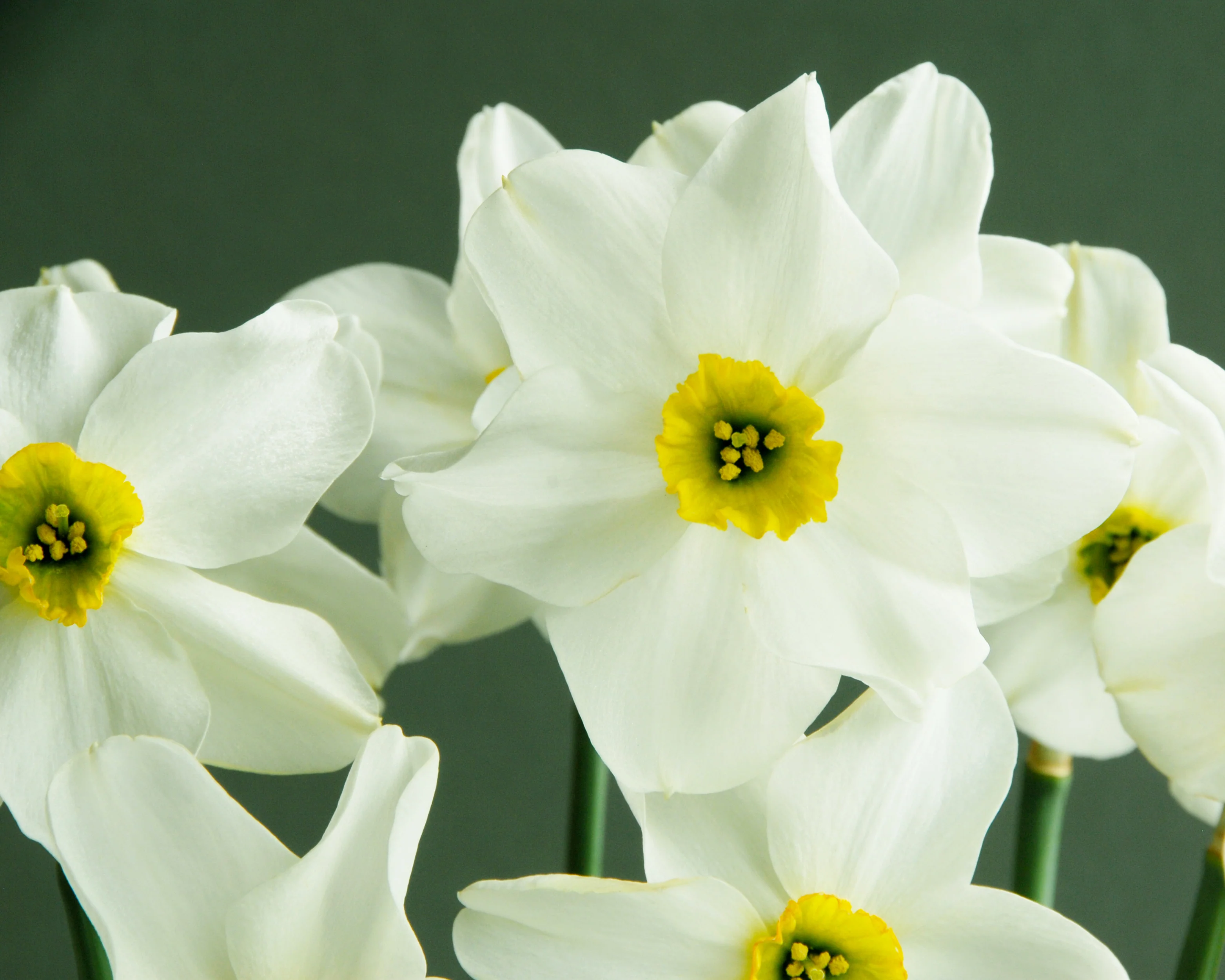 Narcissus 'Sinopel' - Image 5