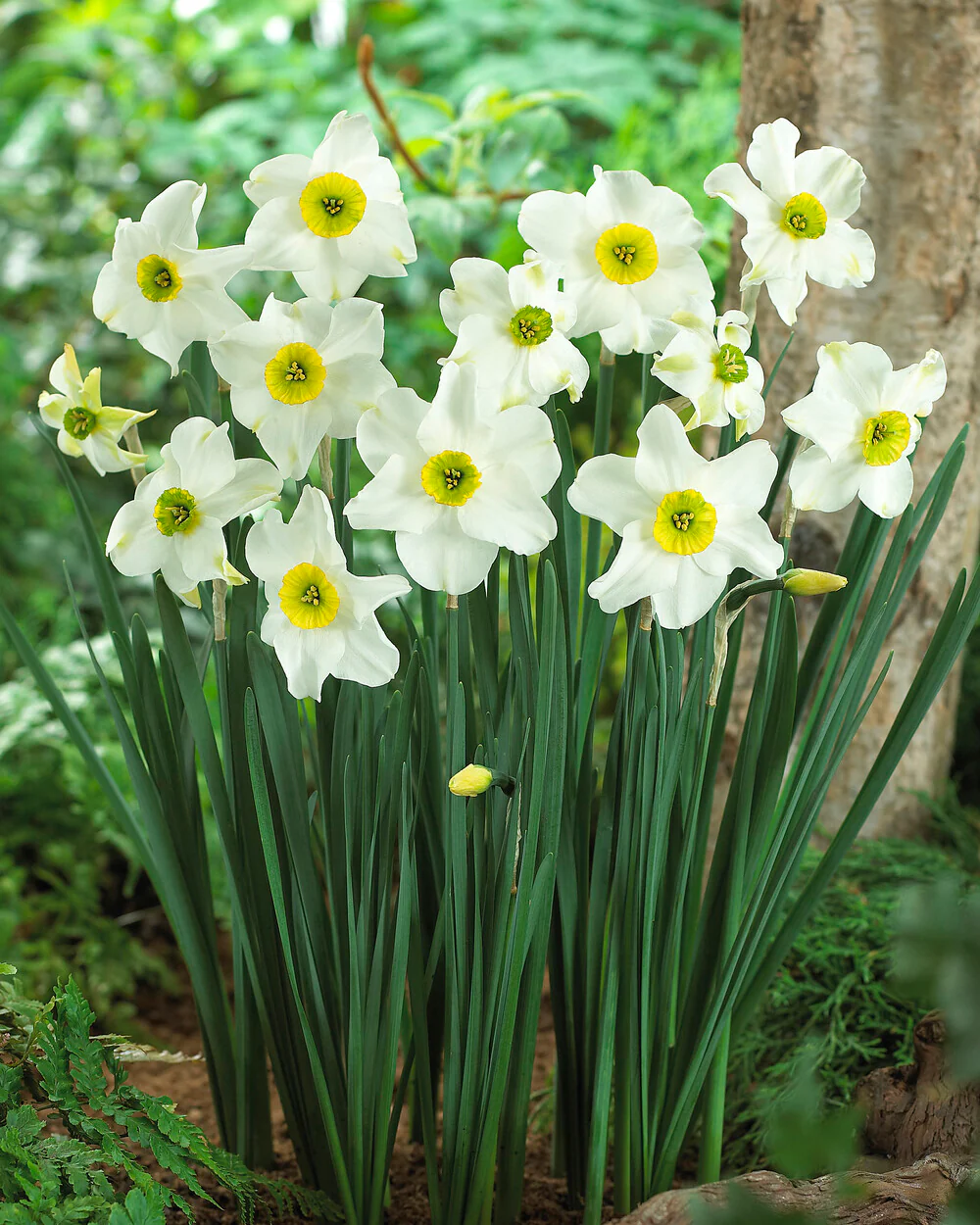 Narcissus 'Sinopel' - Image 7