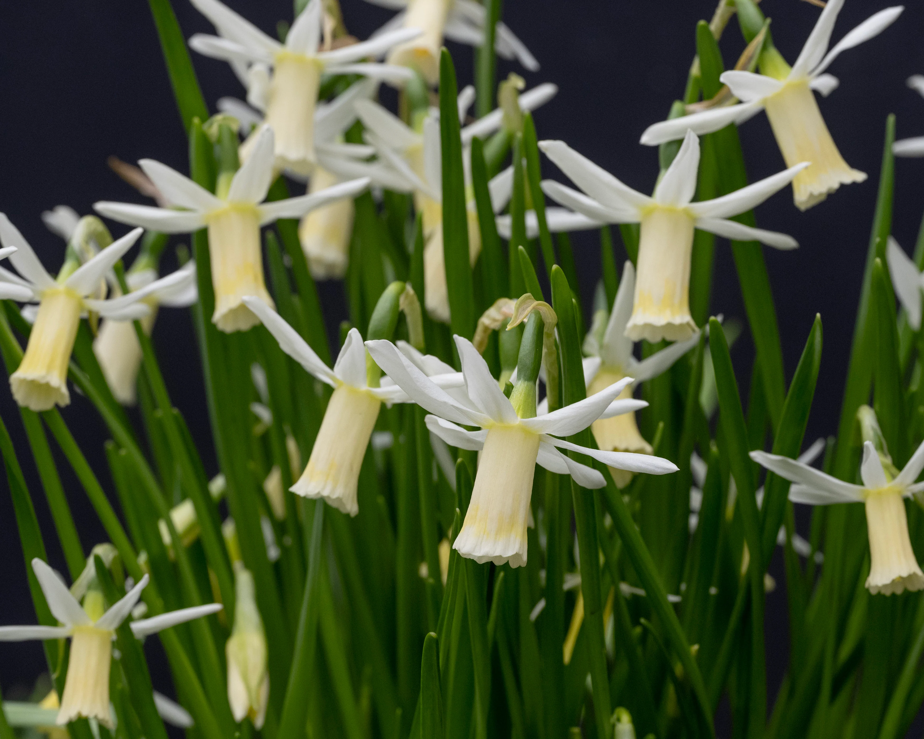 Narcissus 'Snipe' - Image 10