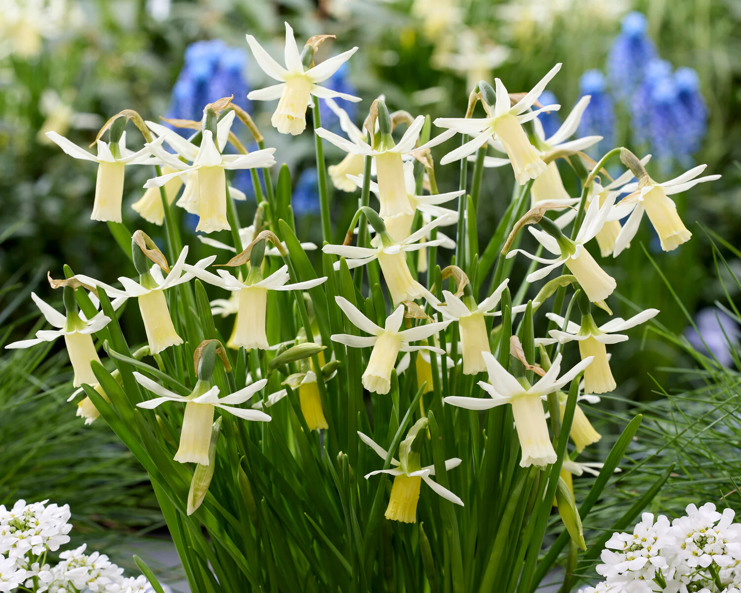 Narcissus 'Snipe' - Image 4