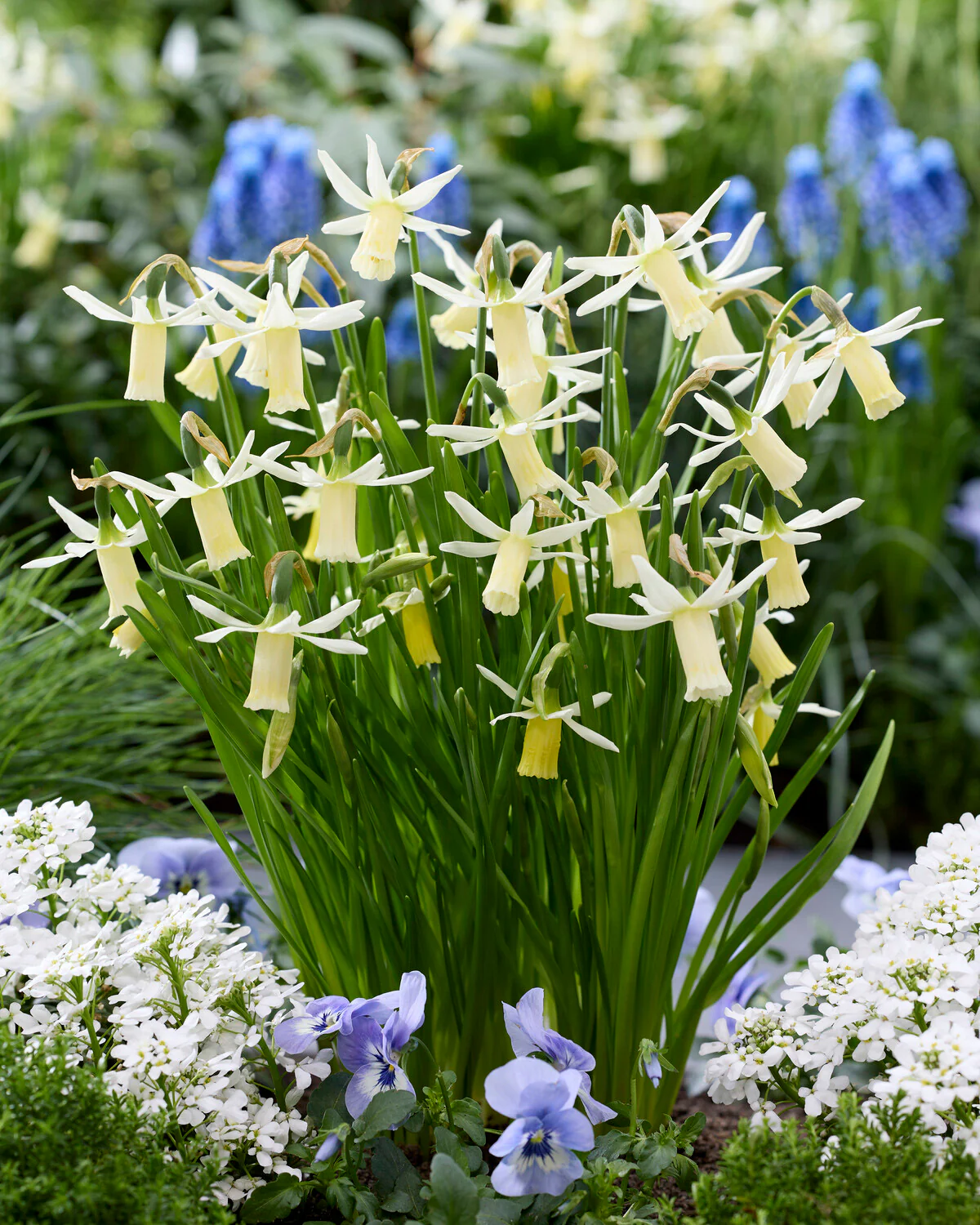 Narcissus 'Snipe' - Image 6
