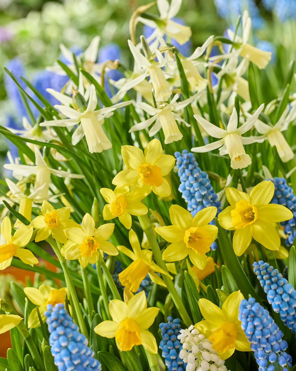 Narcissus 'Snipe' - Image 7