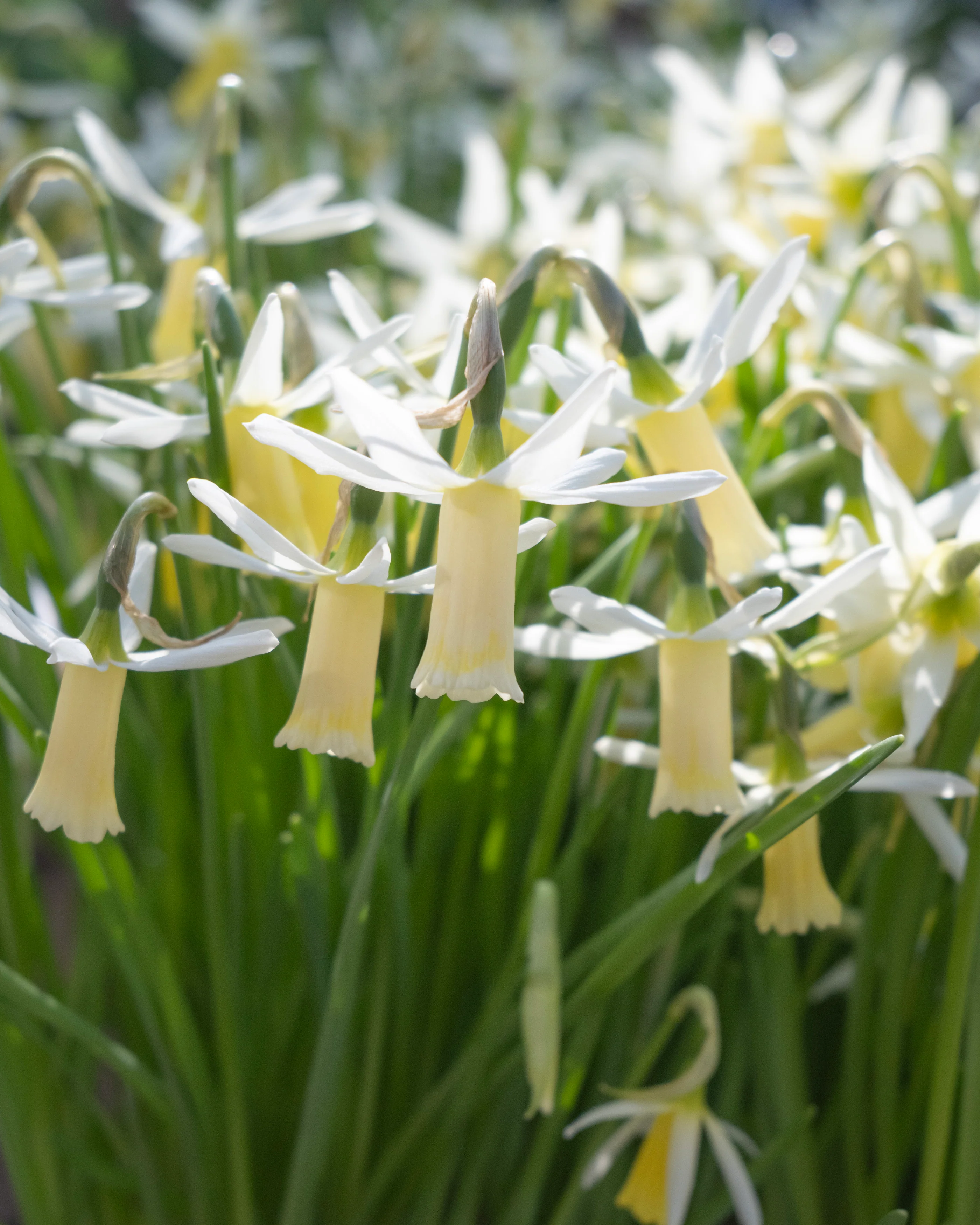 Narcissus 'Snipe' - Image 8