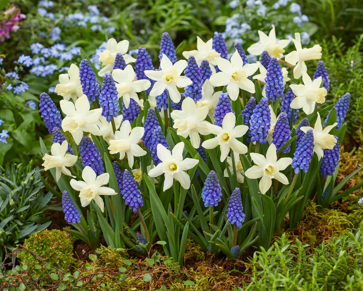Narcissus 'Snow Baby' - Image 10