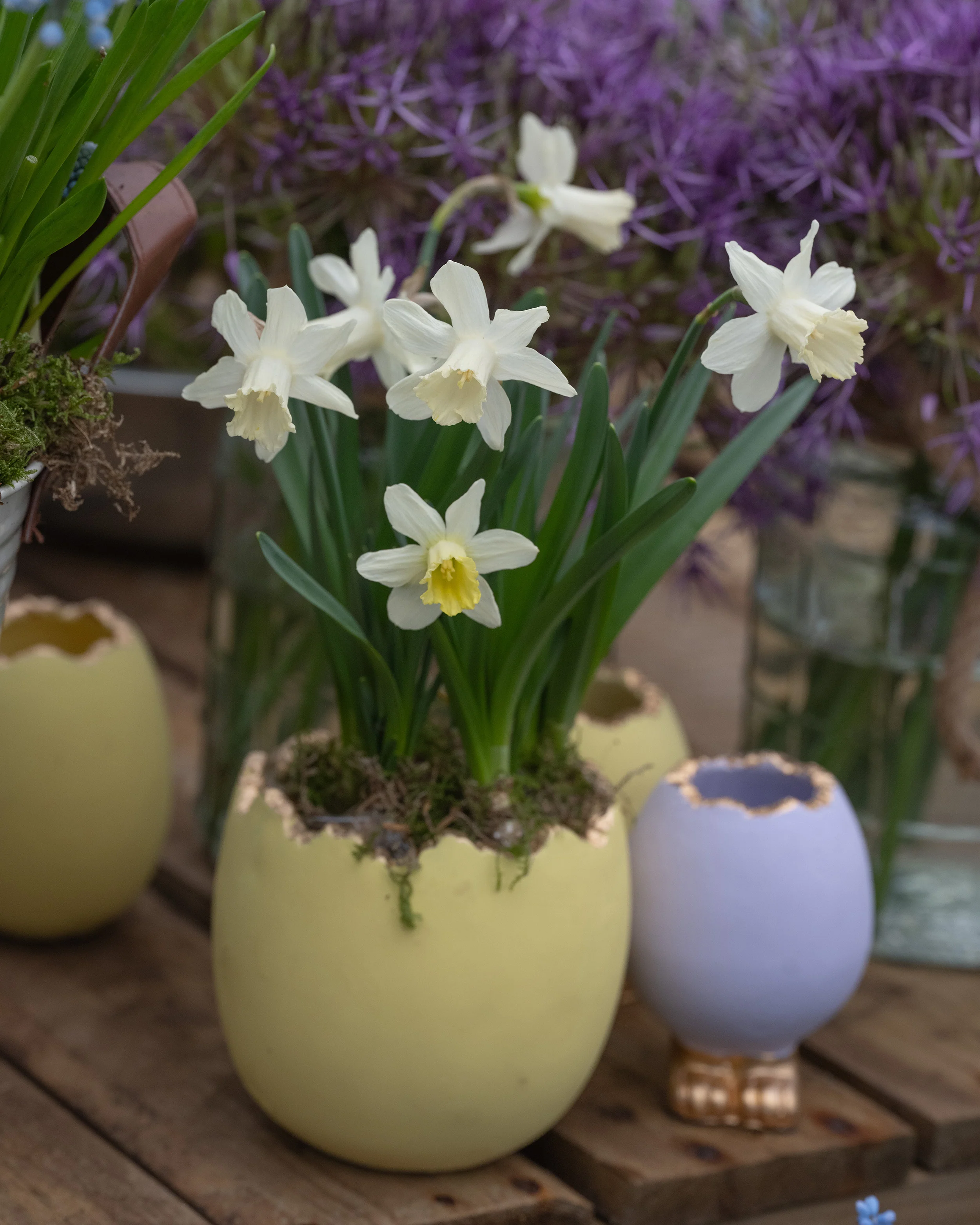 Narcissus 'Snow Baby' - Image 12