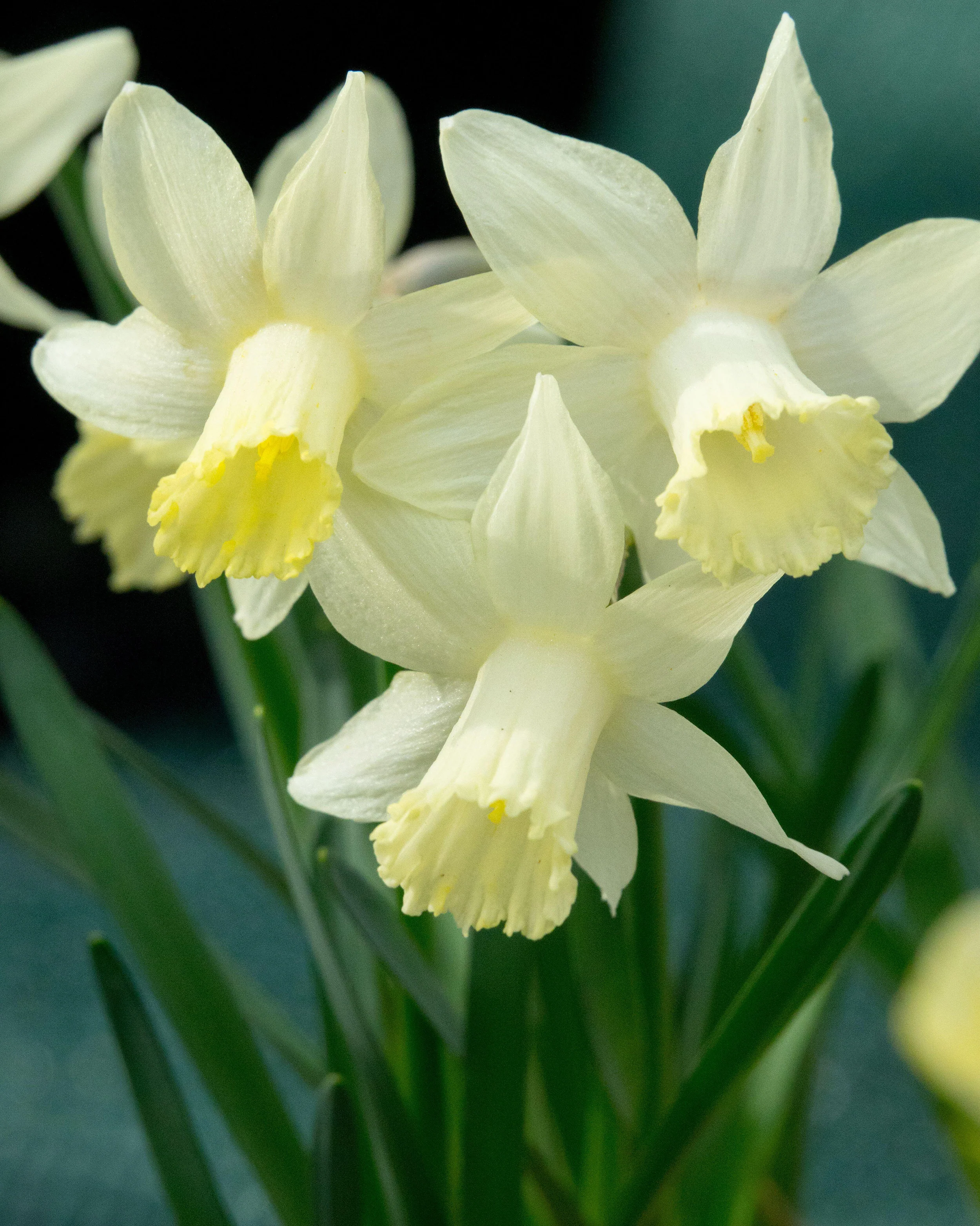 Narcissus 'Snow Baby' - Image 7