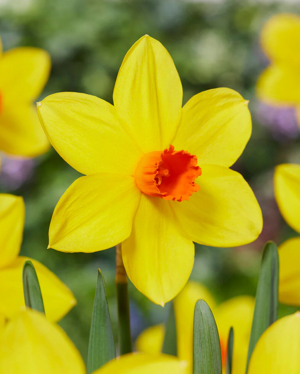 Narcissus 'Spinner'