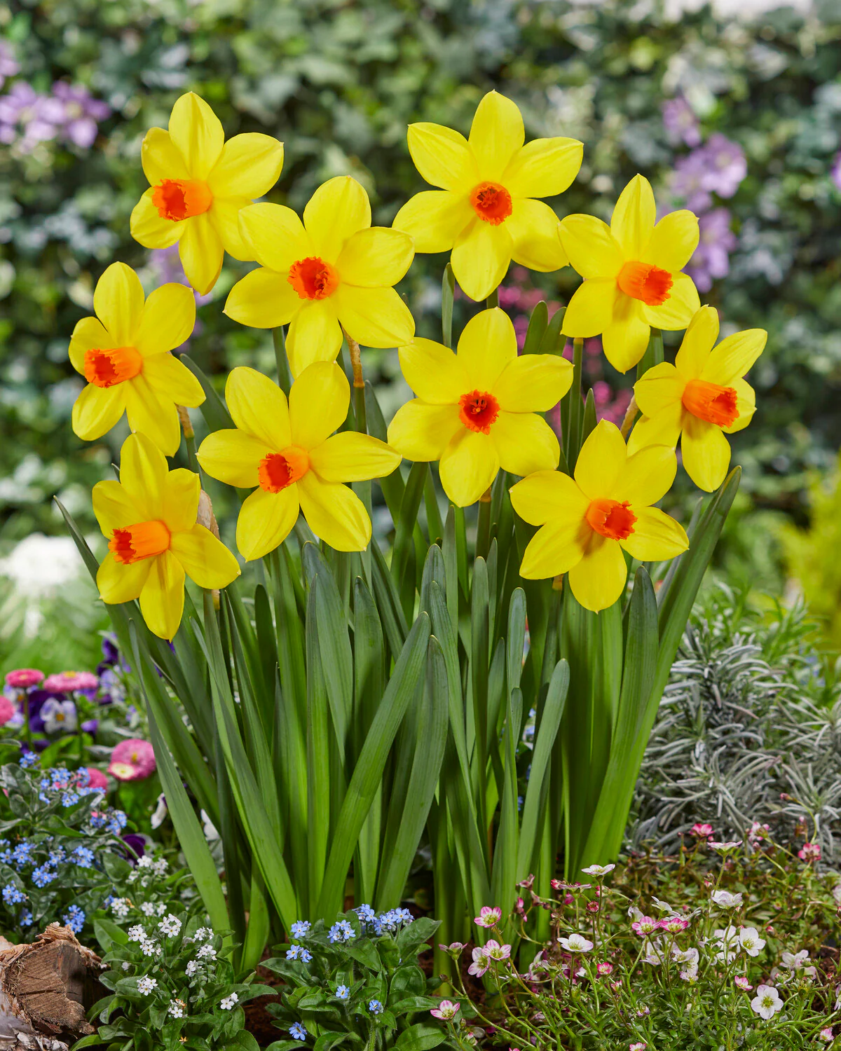 Narcissus 'Spinner' - Image 2