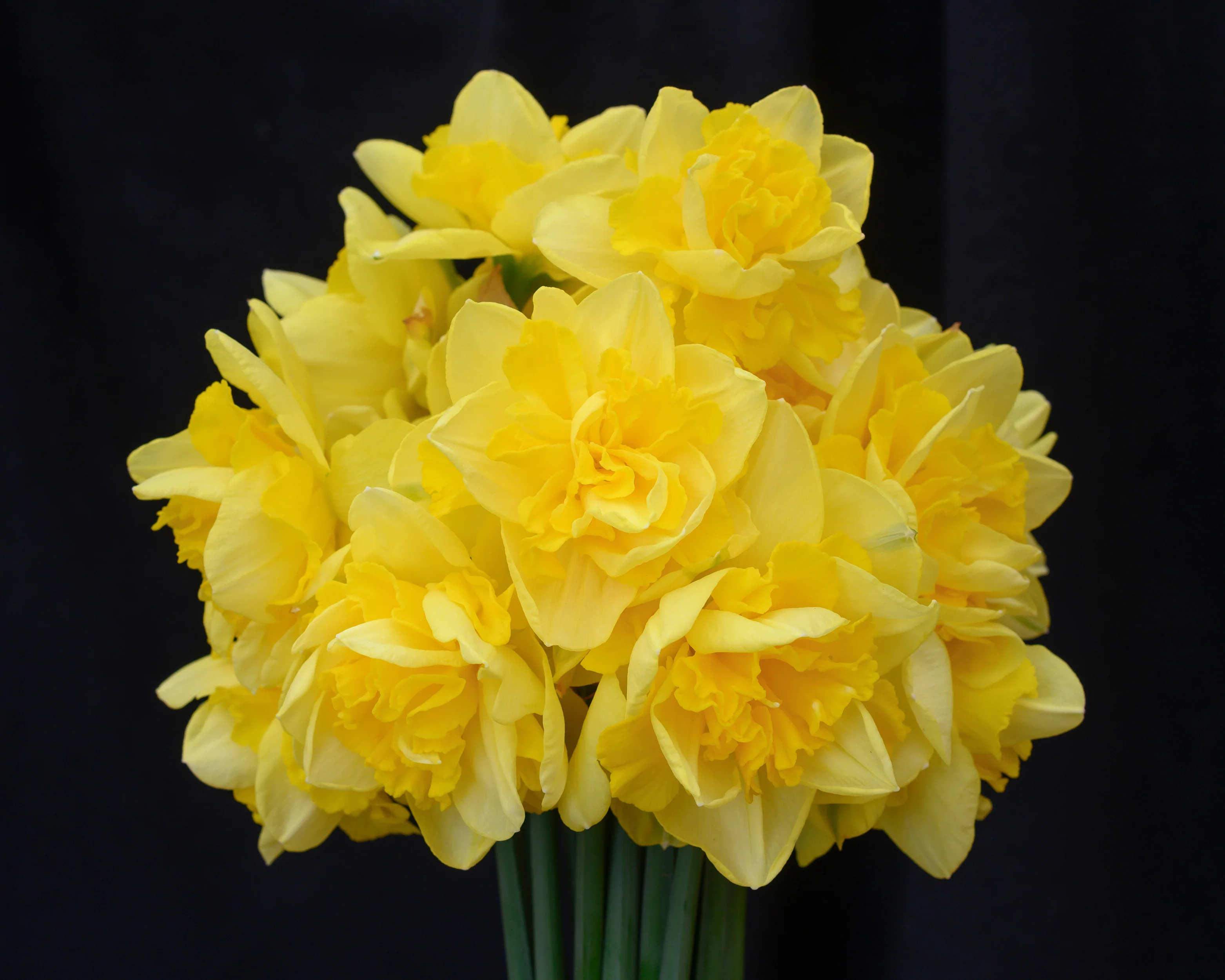 Narcissus 'Spring Paradijs' - Image 10