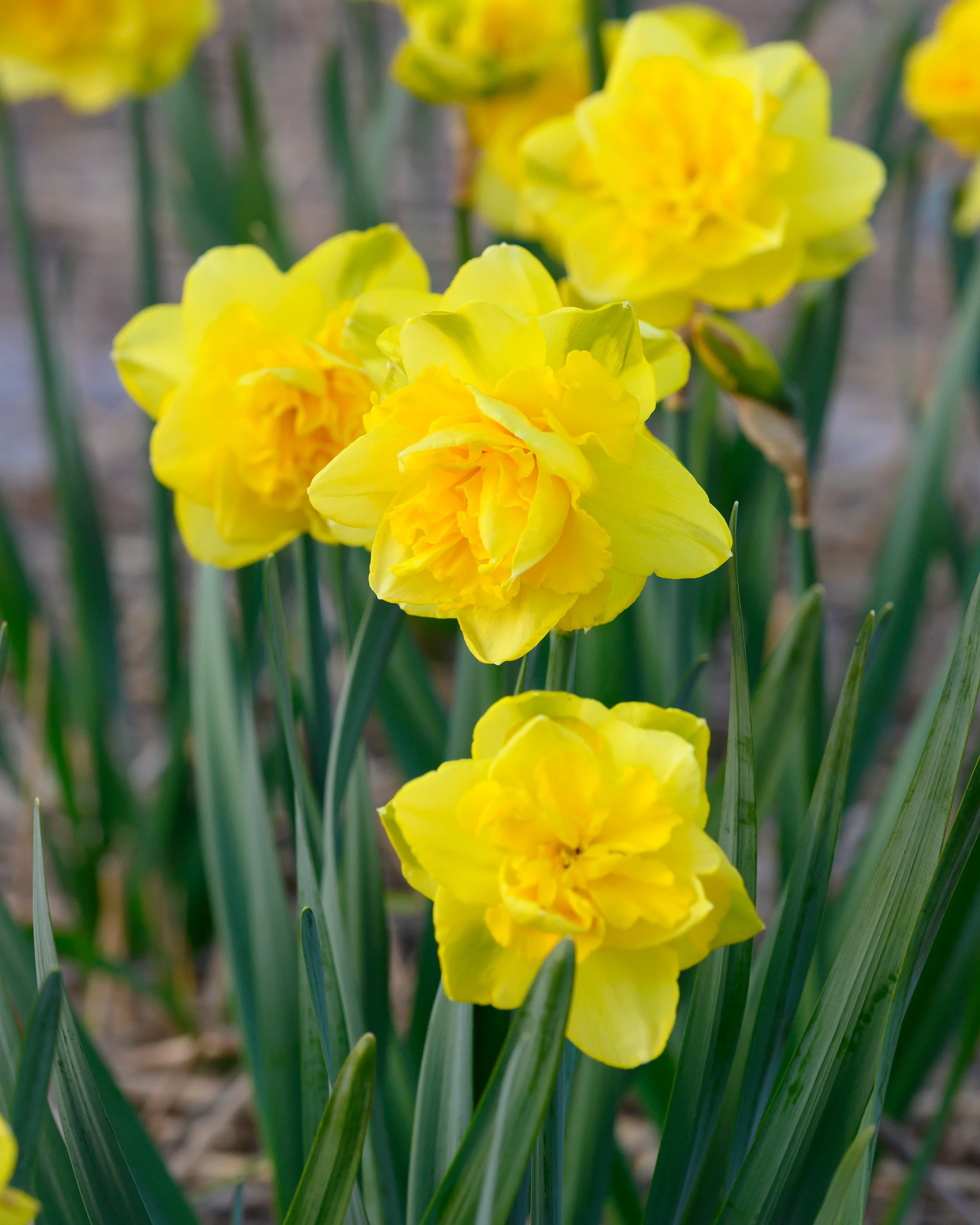 Narcissus 'Spring Paradijs' - Image 11