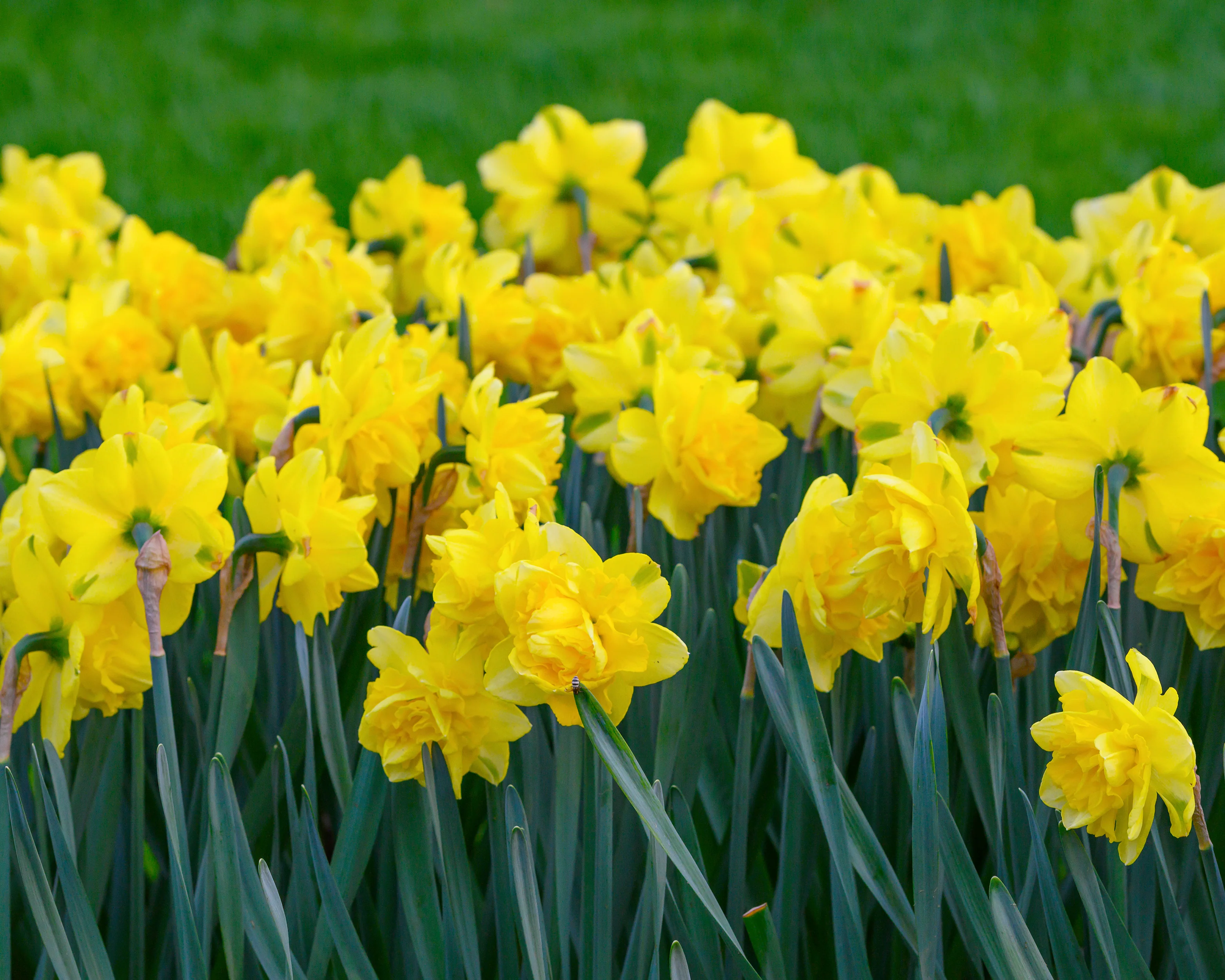 Narcissus 'Spring Paradijs' - Image 4