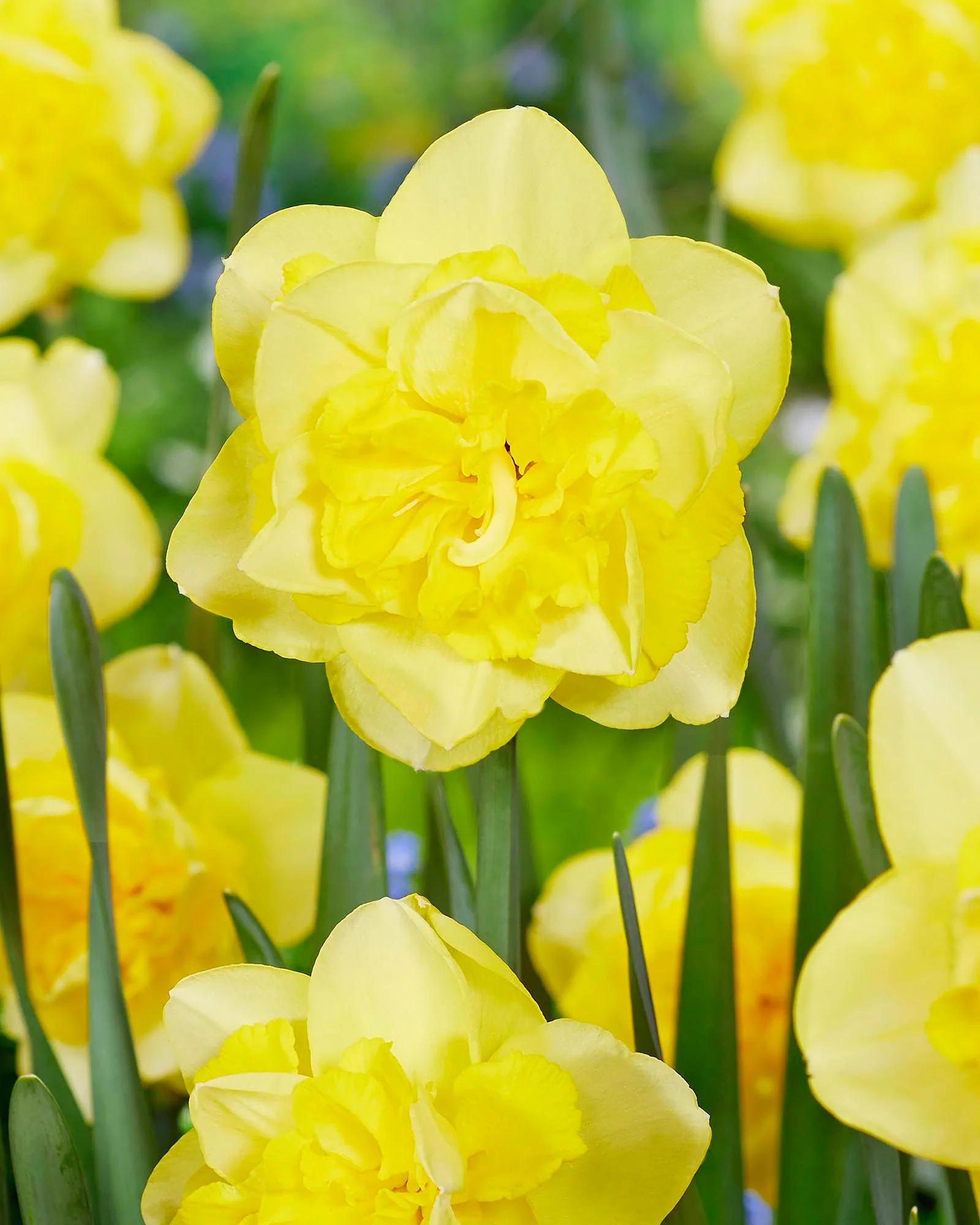 Narcissus 'Spring Paradijs' - Image 5