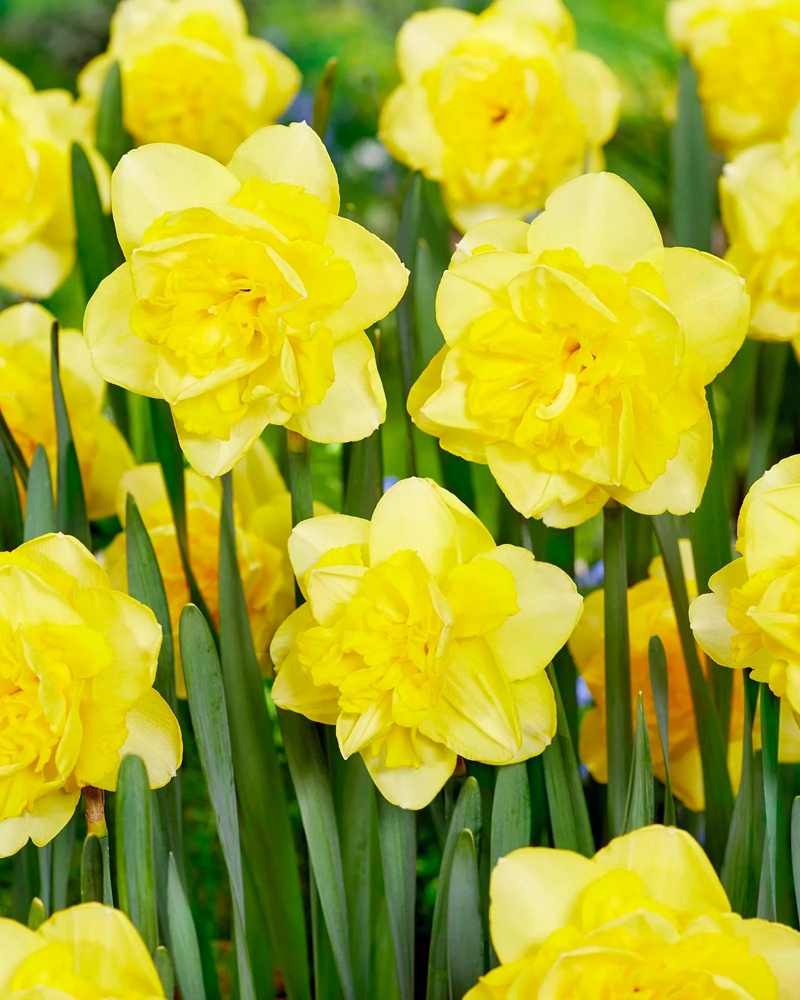 Narcissus 'Spring Paradijs' - Image 8