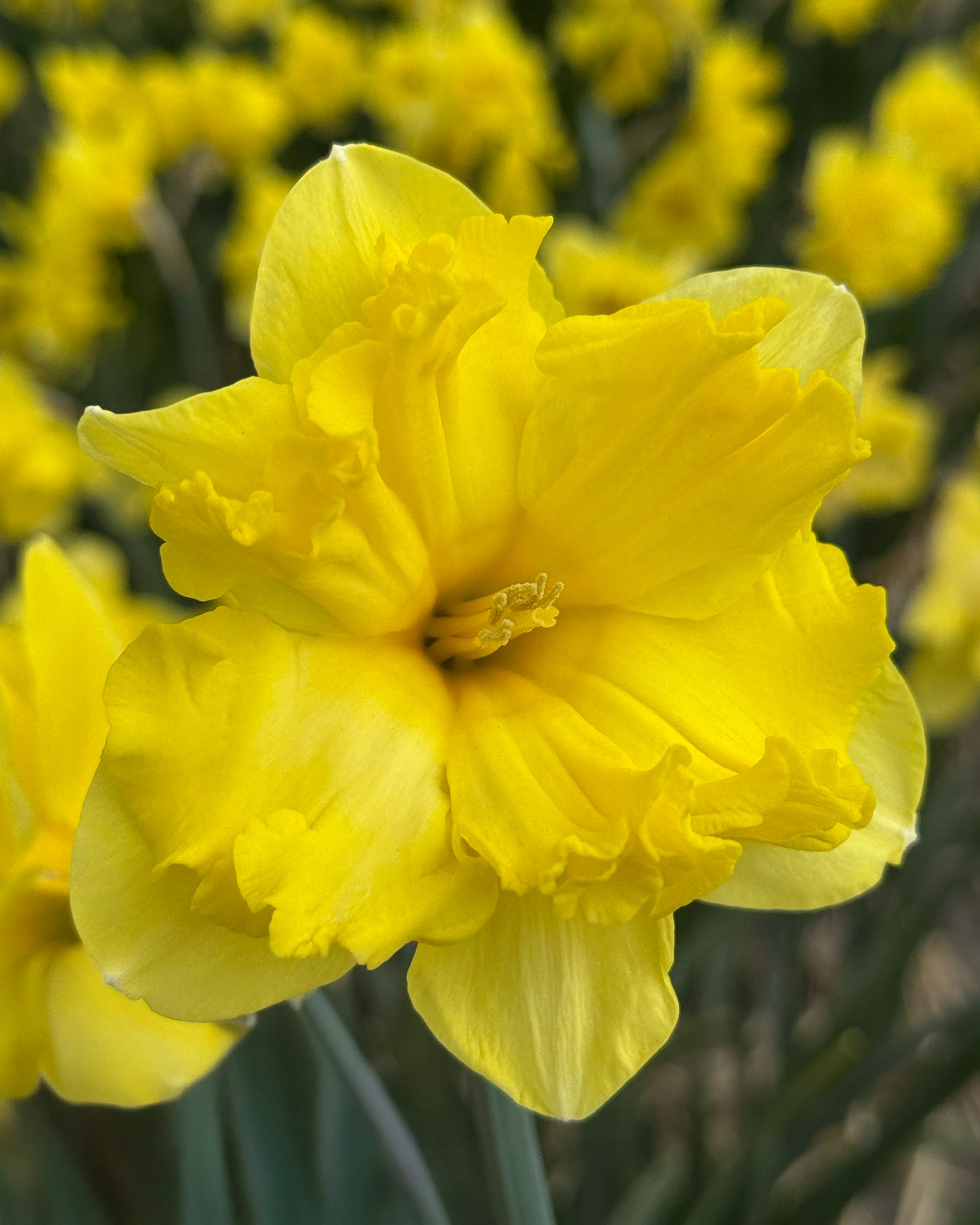 Narcissus 'Sprinter' - Image 2
