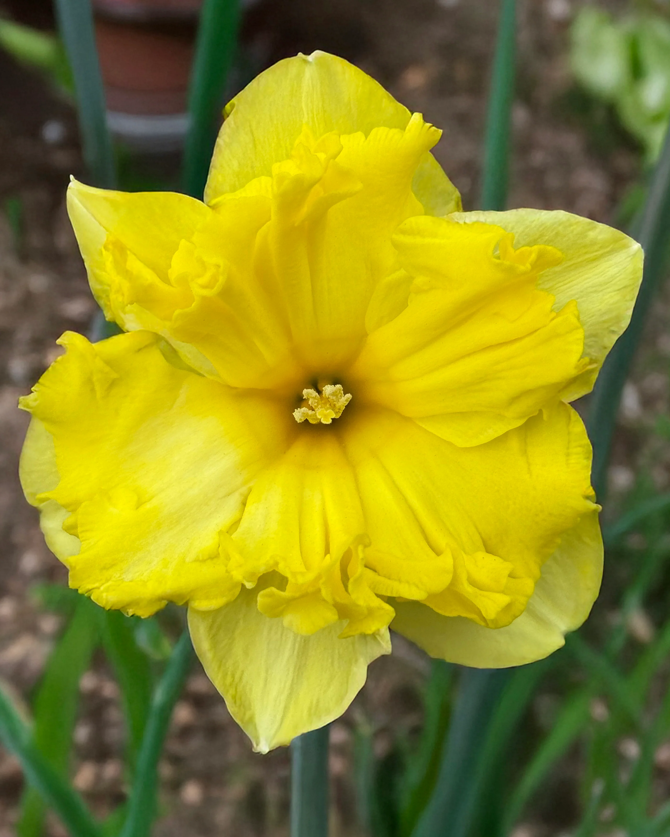 Narcissus 'Sprinter' - Image 5