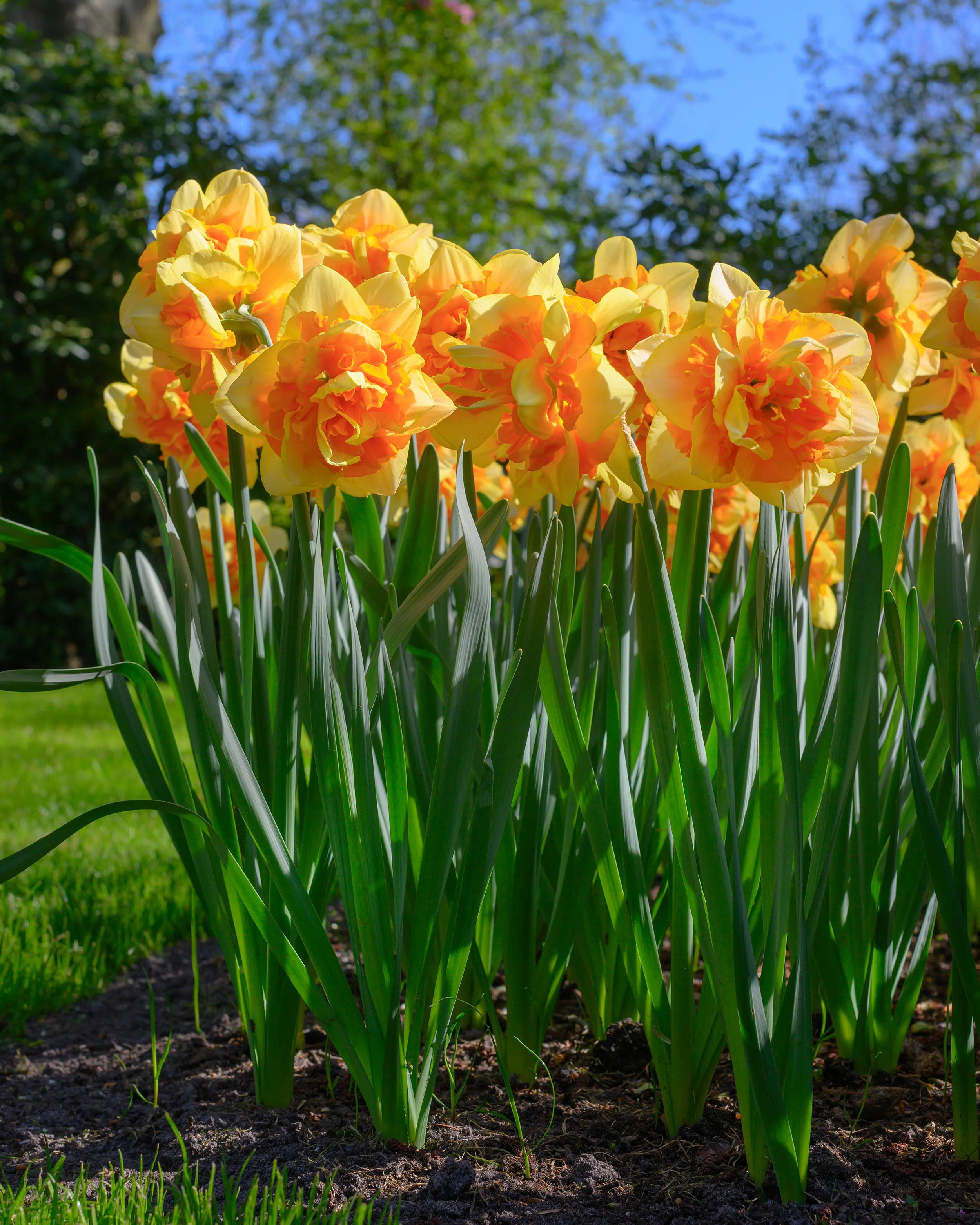 Narcissus 'Sun Catchers' - Image 2