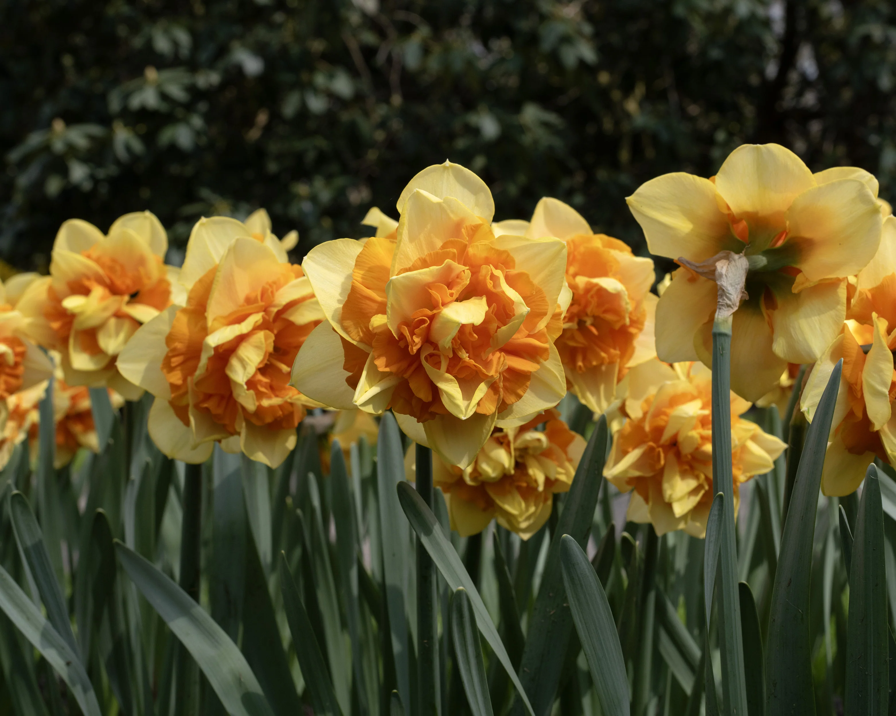 Narcissus 'Sun Catchers' - Image 9