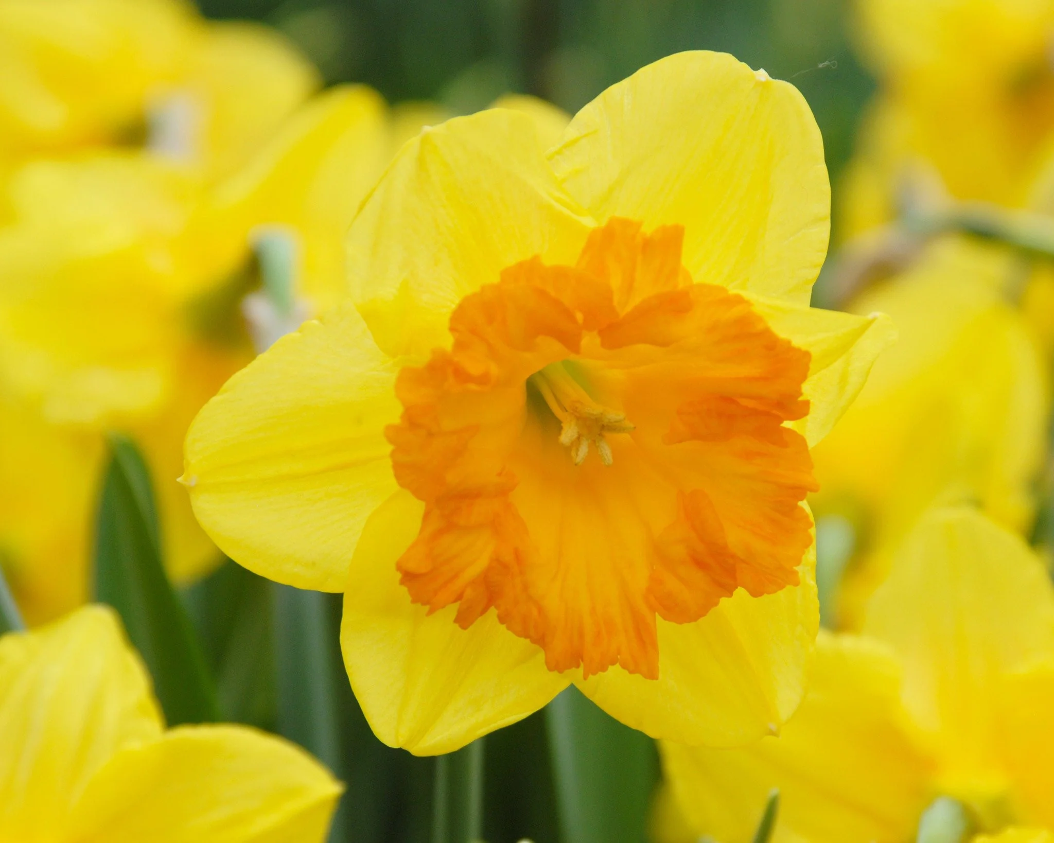 Narcissus 'Sunlover' - Image 3