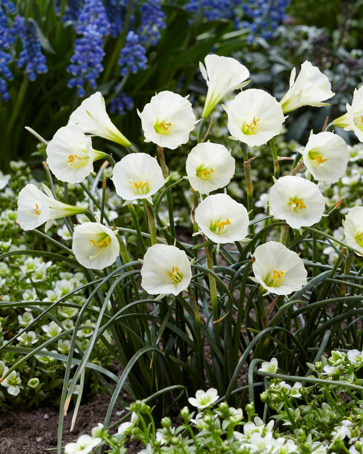 Narcissus 'Sweet Angel' - Image 2
