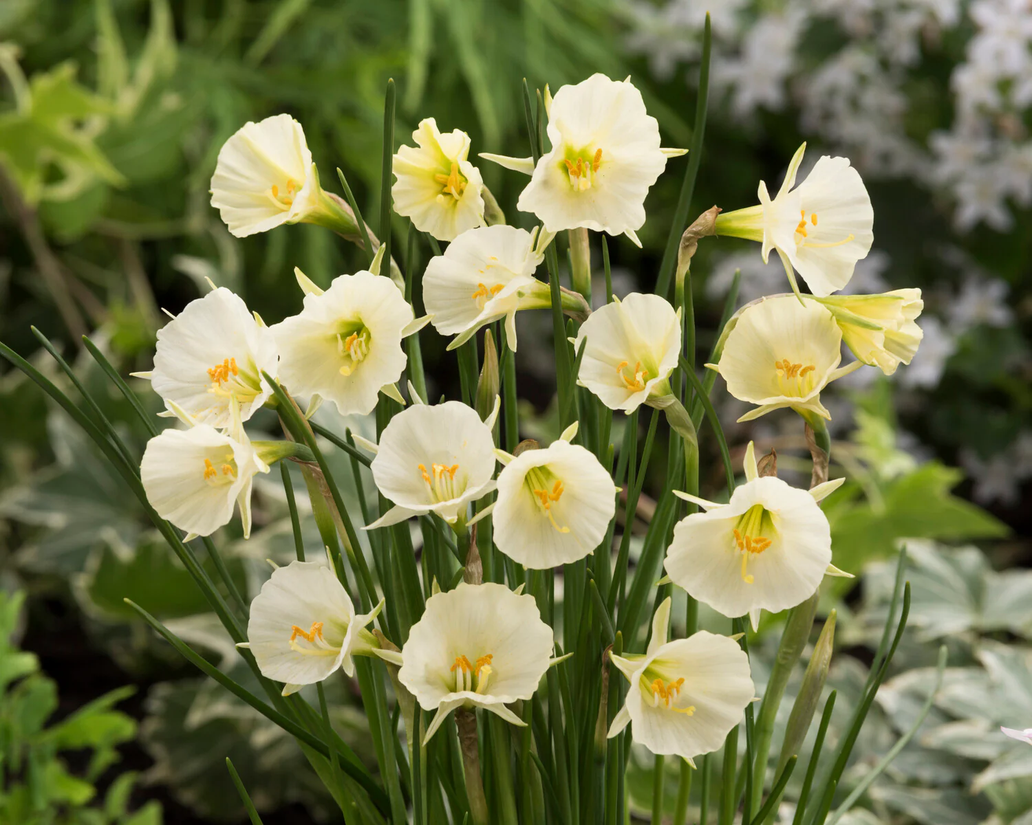 Narcissus 'Sweet Angel' - Image 4