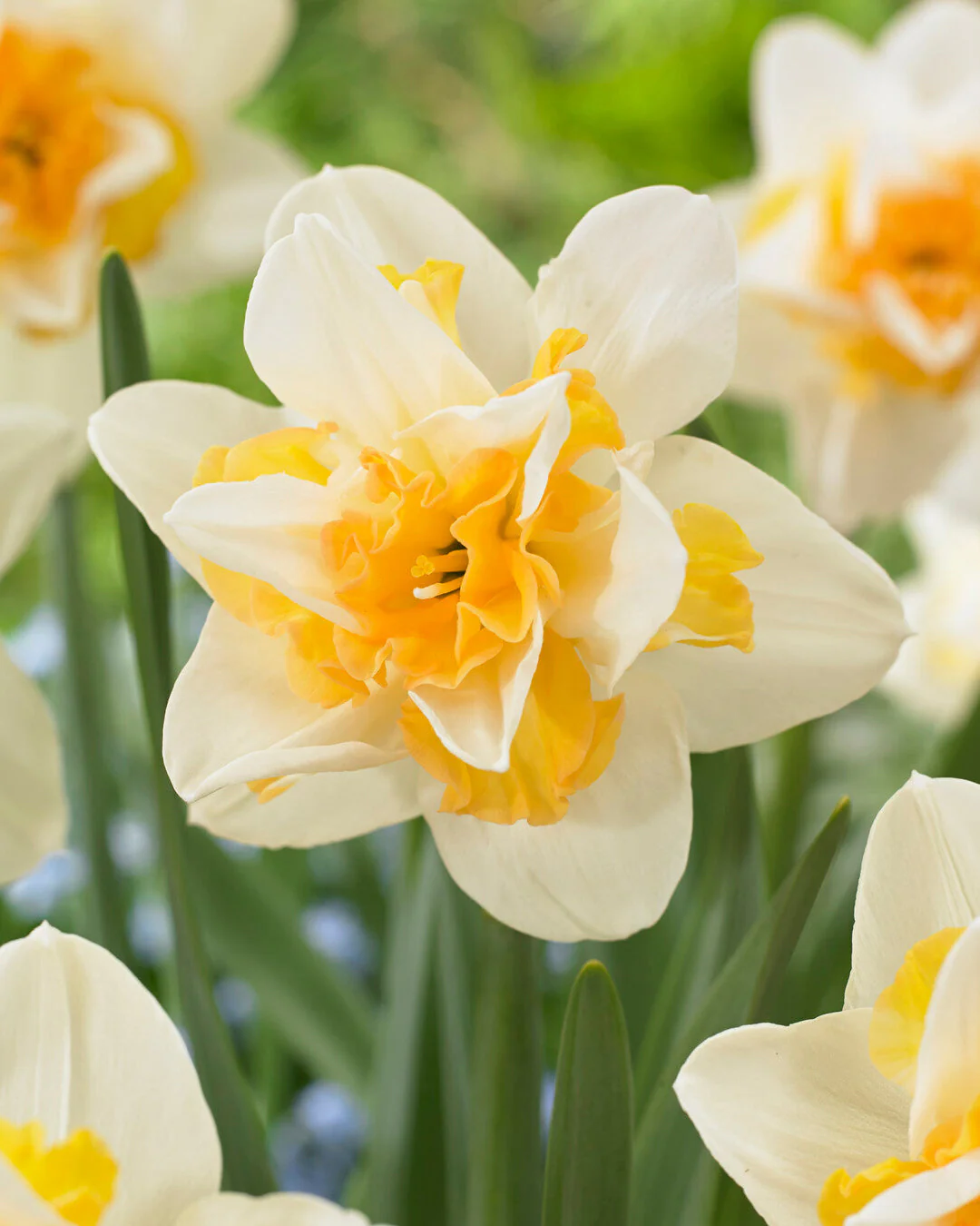 Narcissus 'Sweet Desire'