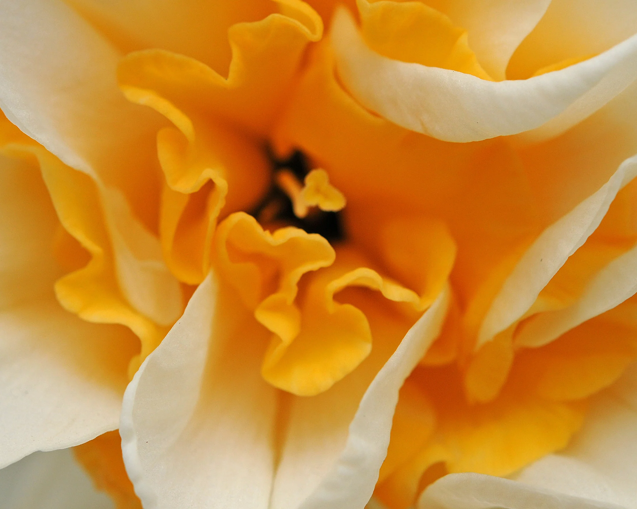 Narcissus 'Sweet Desire' - Image 3