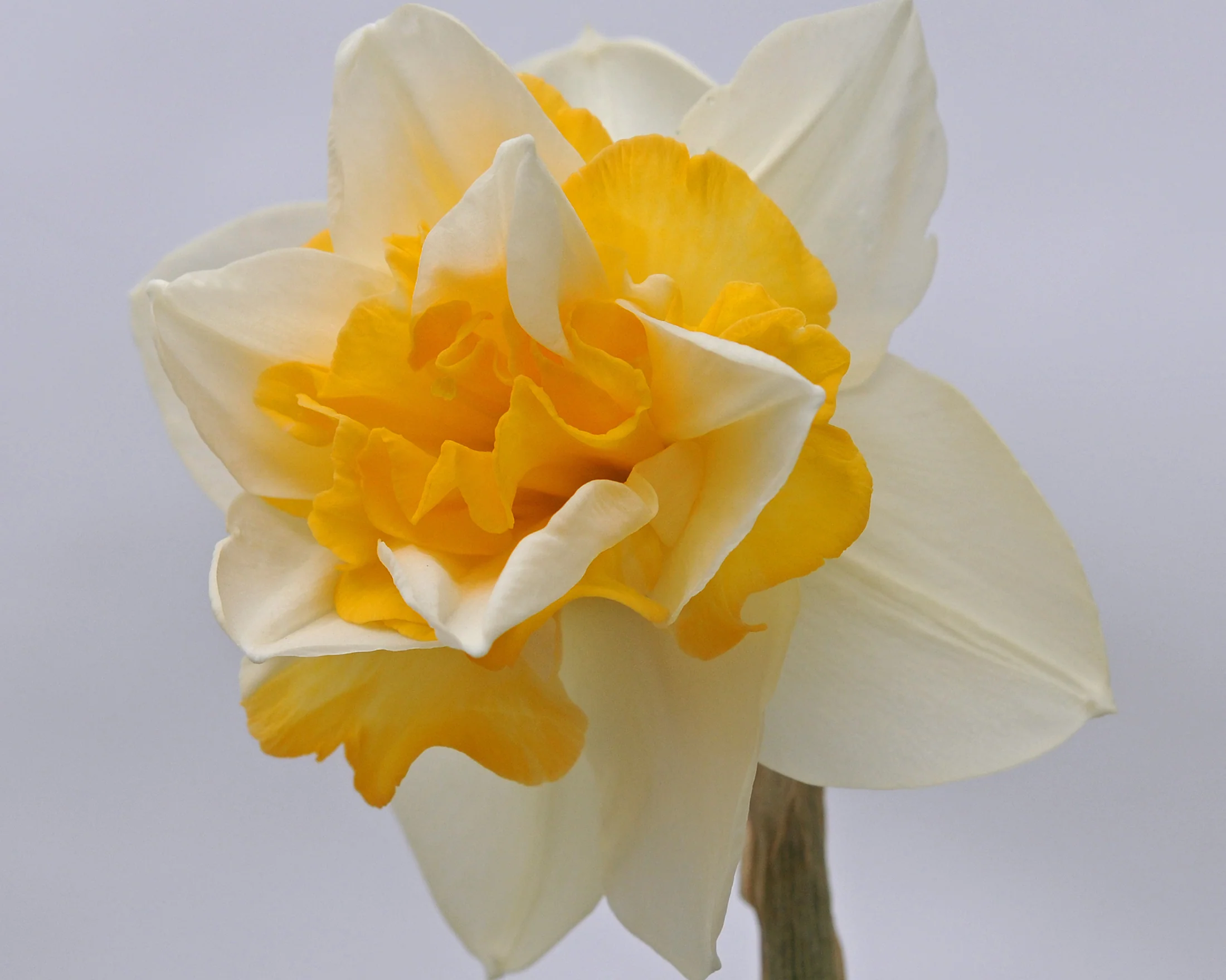 Narcissus 'Sweet Desire' - Image 5