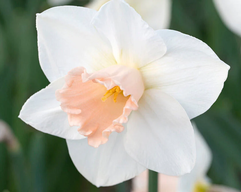 Narcissus 'Sweetest Dream' - Image 2