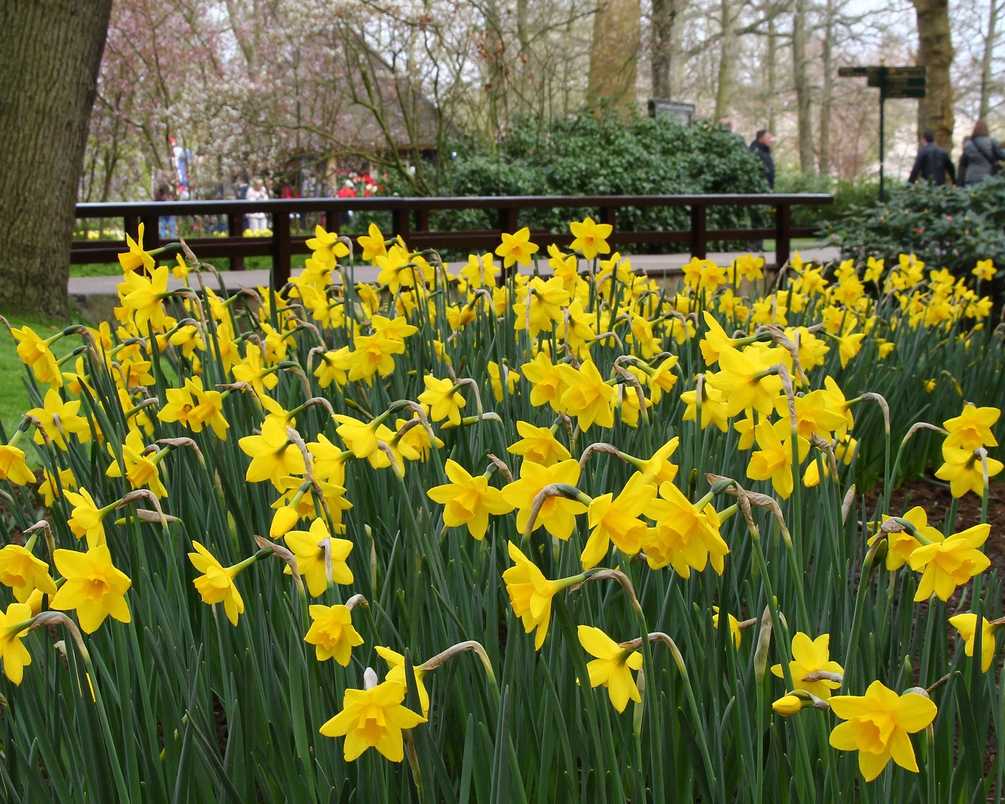 Narcissus 'Sweetness' - Image 5