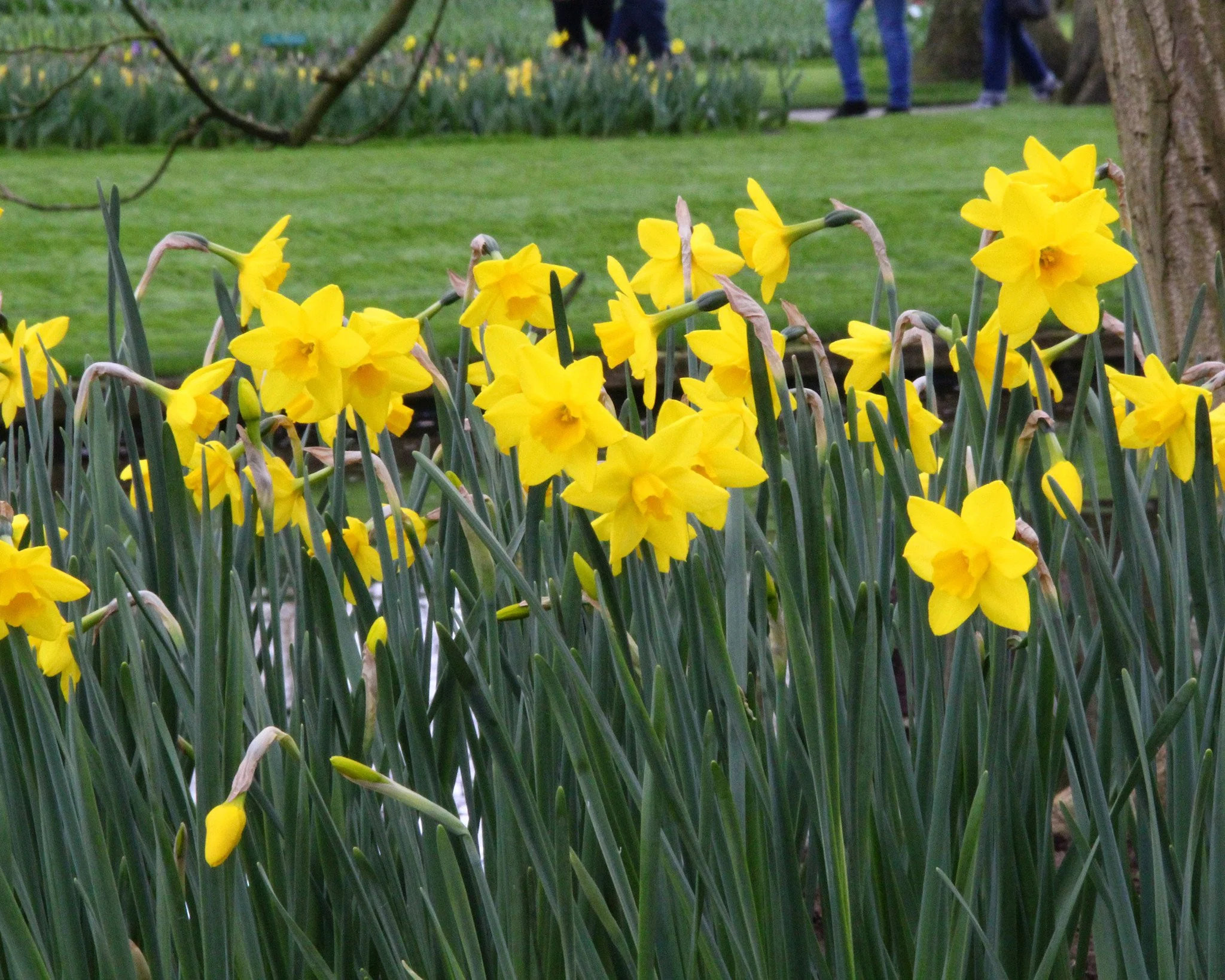Narcissus 'Sweetness' - Image 8