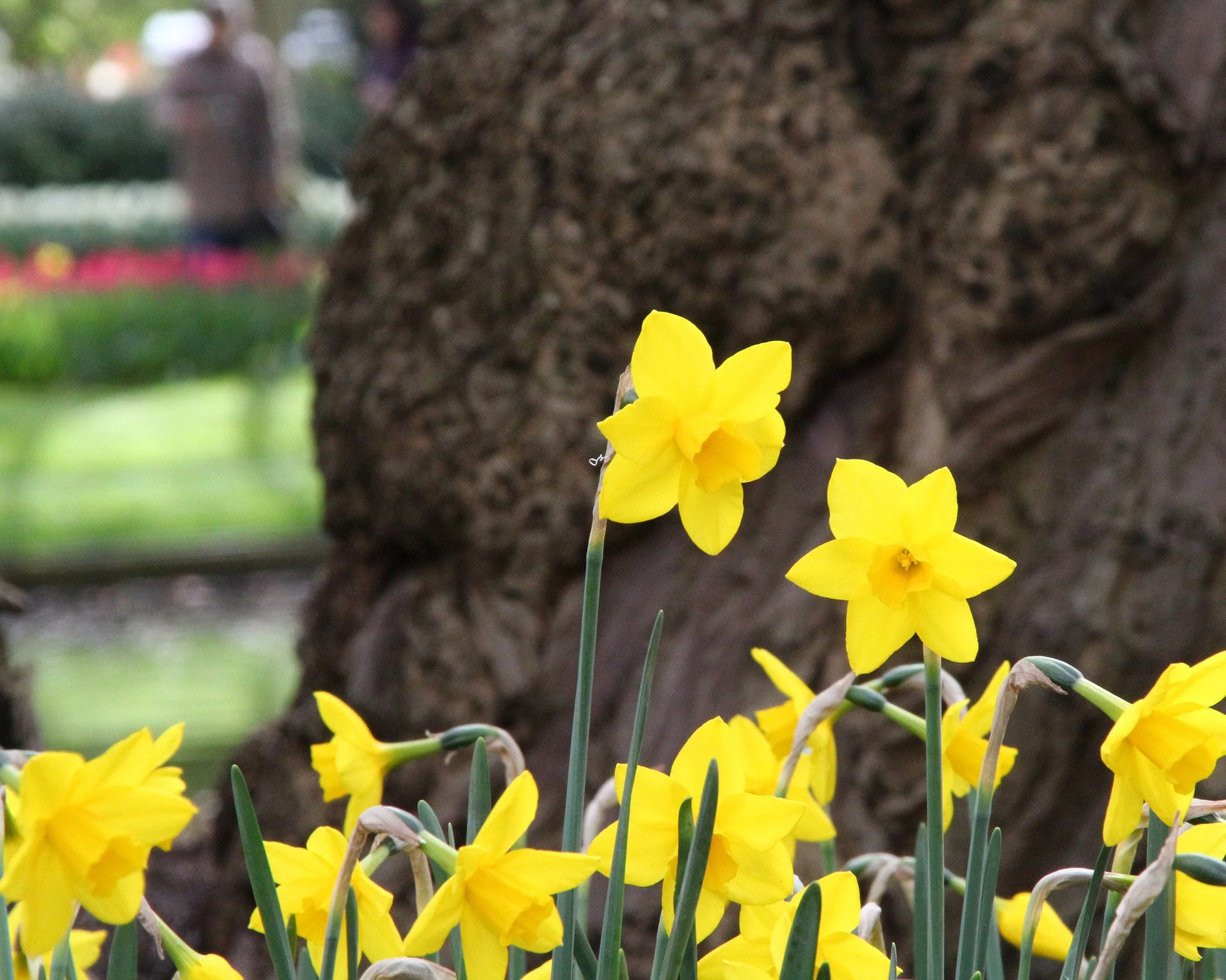 Narcissus 'Sweetness' - Image 9