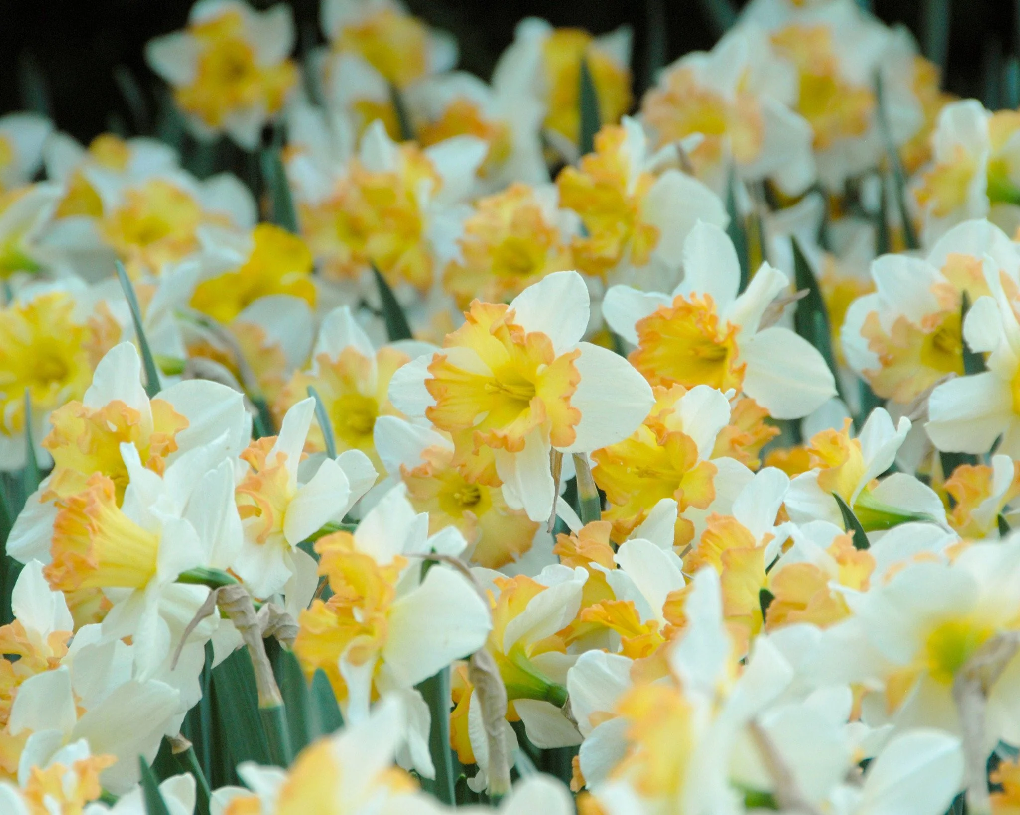 Narcissus 'Taurus' - Image 2