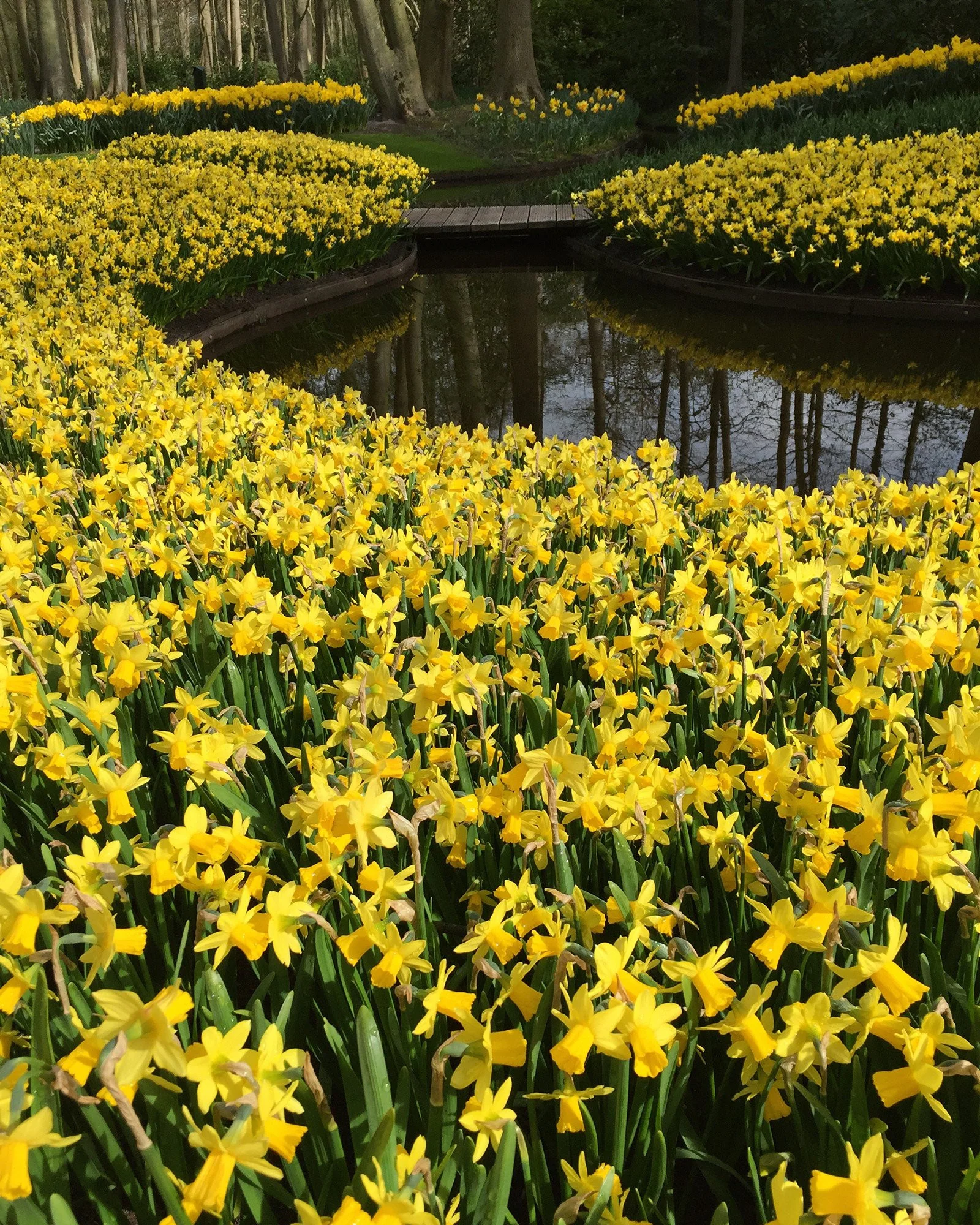 Narcissus 'Tête à Tête' - Image 10