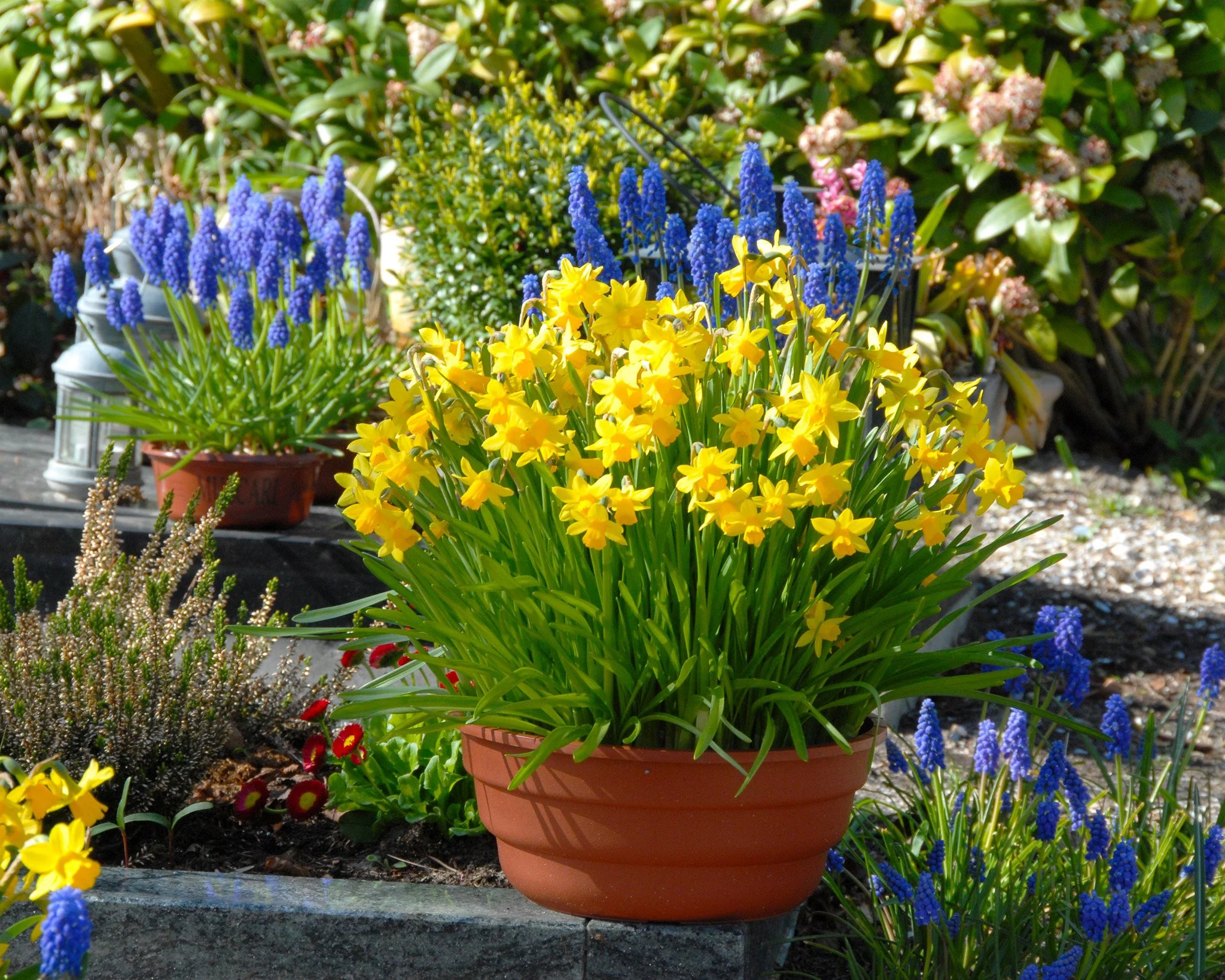 Narcissus 'Tête à Tête' - Image 11